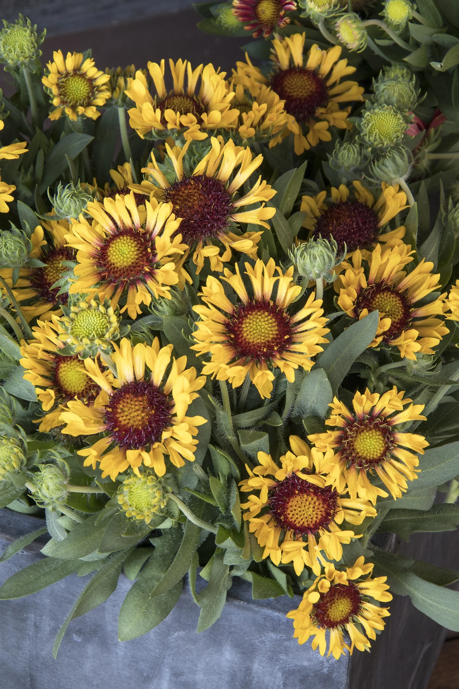 Fanfare Citronella Blanket Flower 4 Fanfare Citronella Blanket Flower