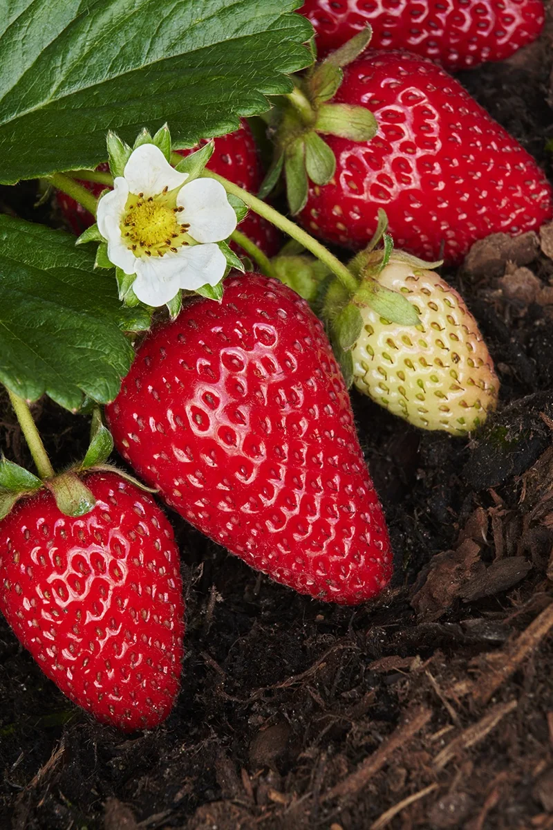 Albion Strawberry 1 Albion Strawberry