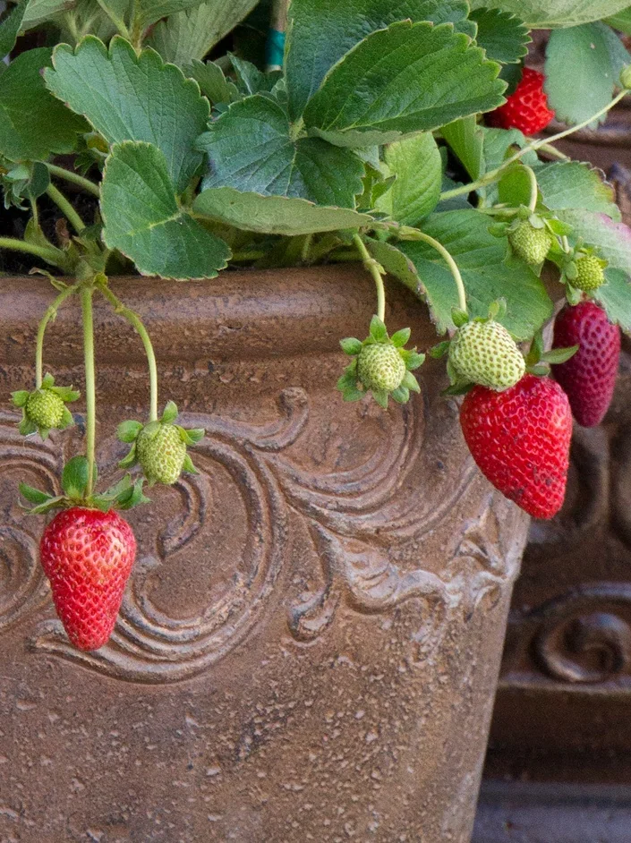 San Andreas Strawberry