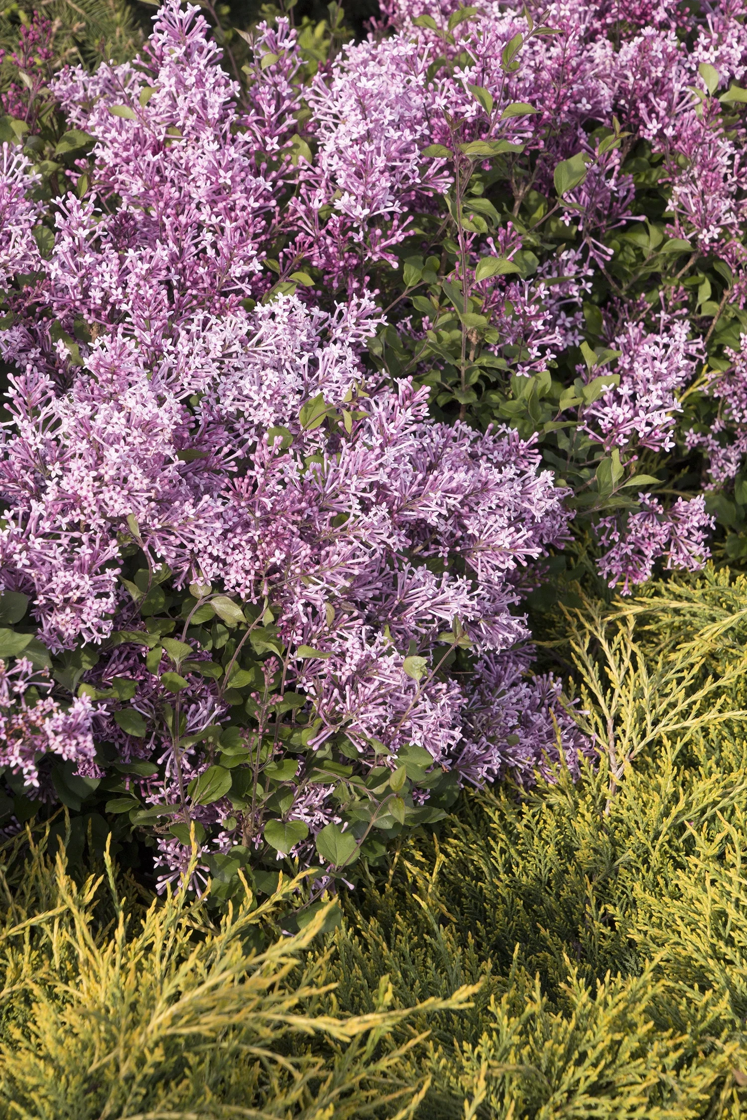 Bloomerang® Purple Lilac 2 Bloomerang® Purple Lilac