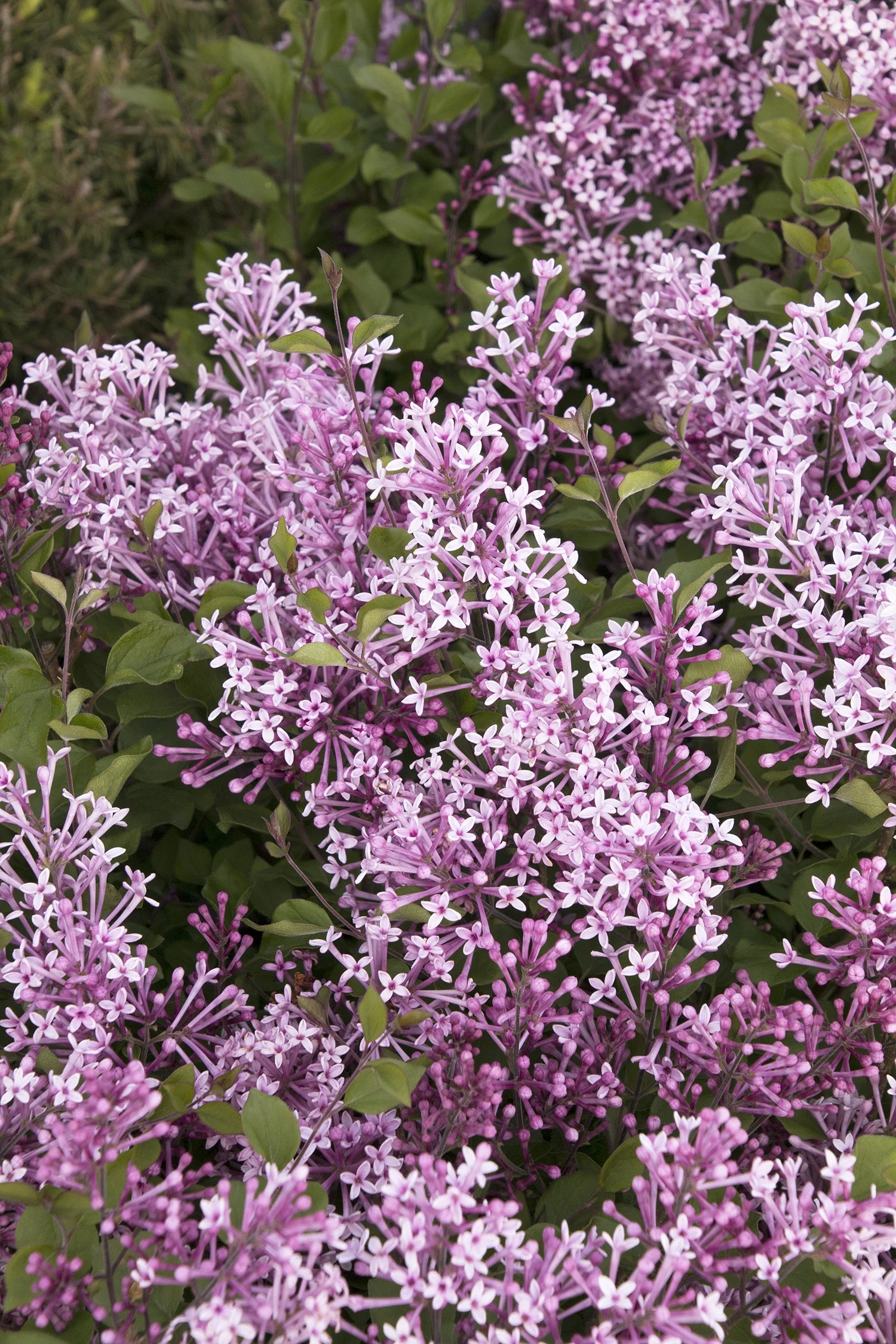 Bloomerang® Purple Lilac 2 Bloomerang® Purple Lilac