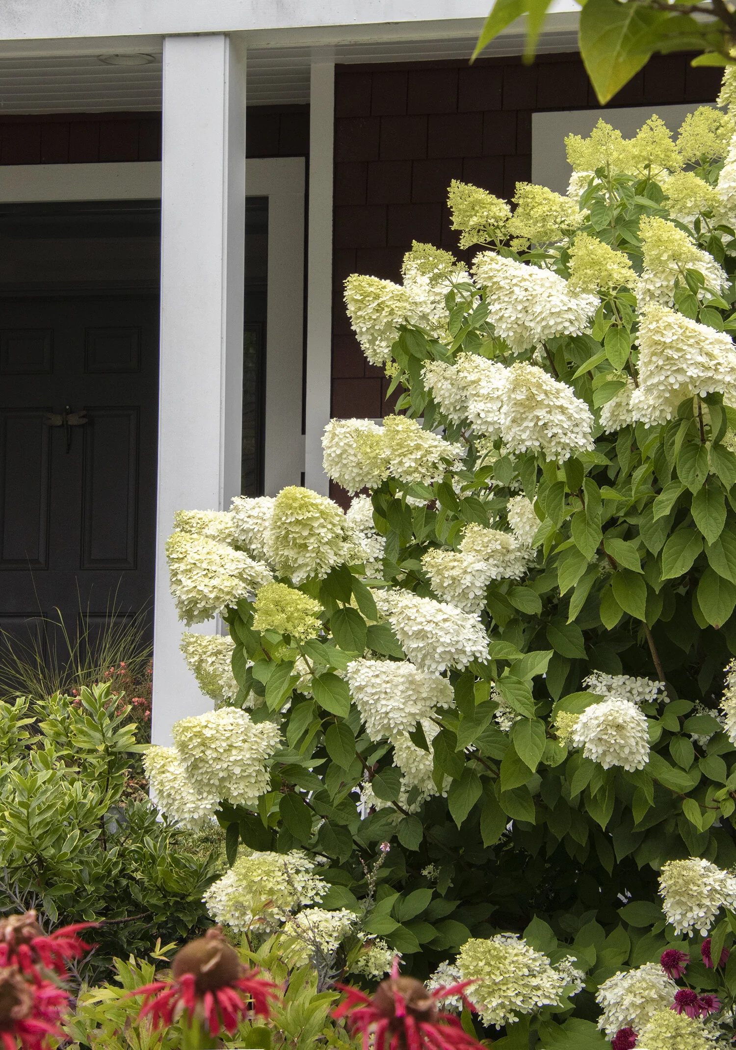 Limelight Hardy Hydrangea