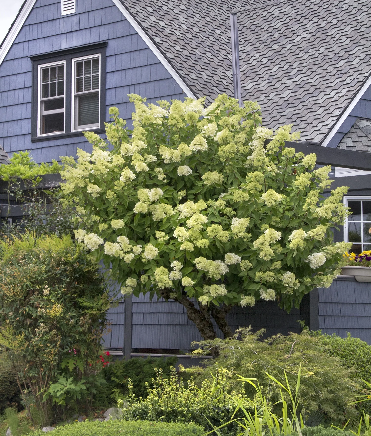 Limelight Hardy Hydrangea
