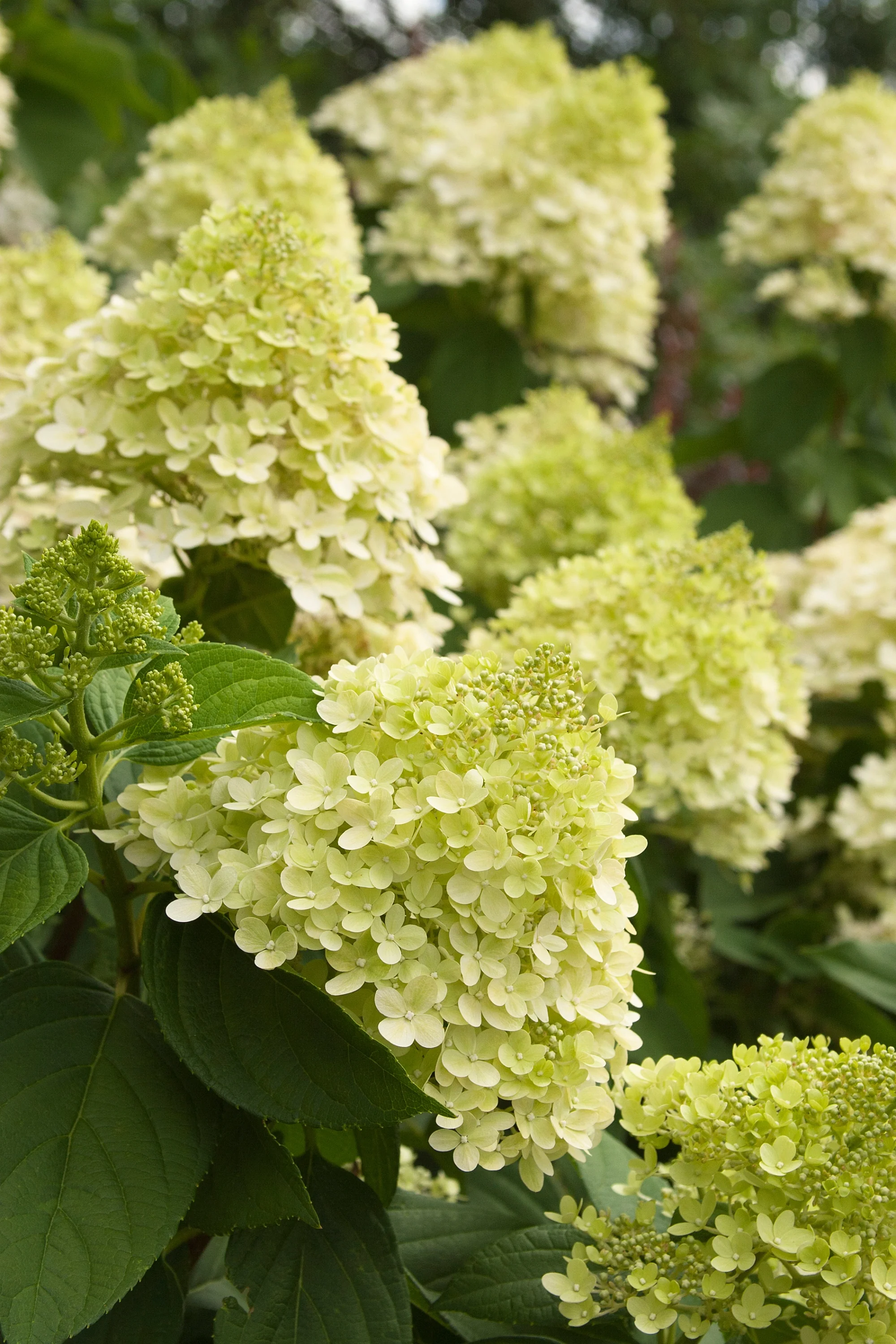 Limelight Hardy Hydrangea 3 Limelight Hardy Hydrangea