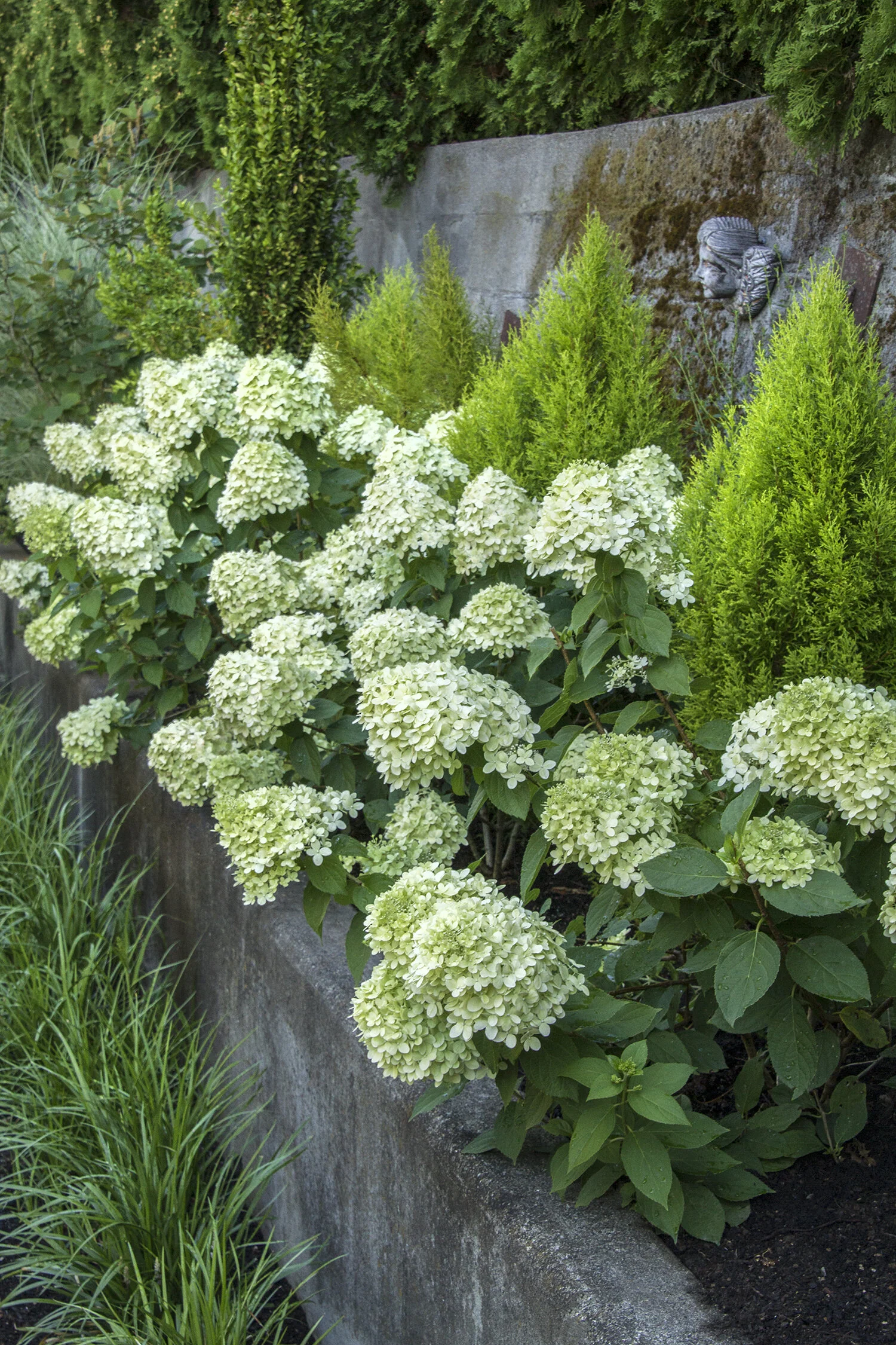 Little Lime® Hardy Hydrangea