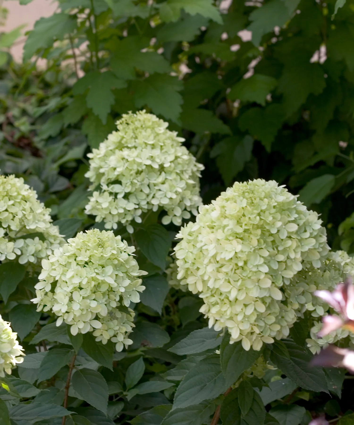Little Lime® Hardy Hydrangea
