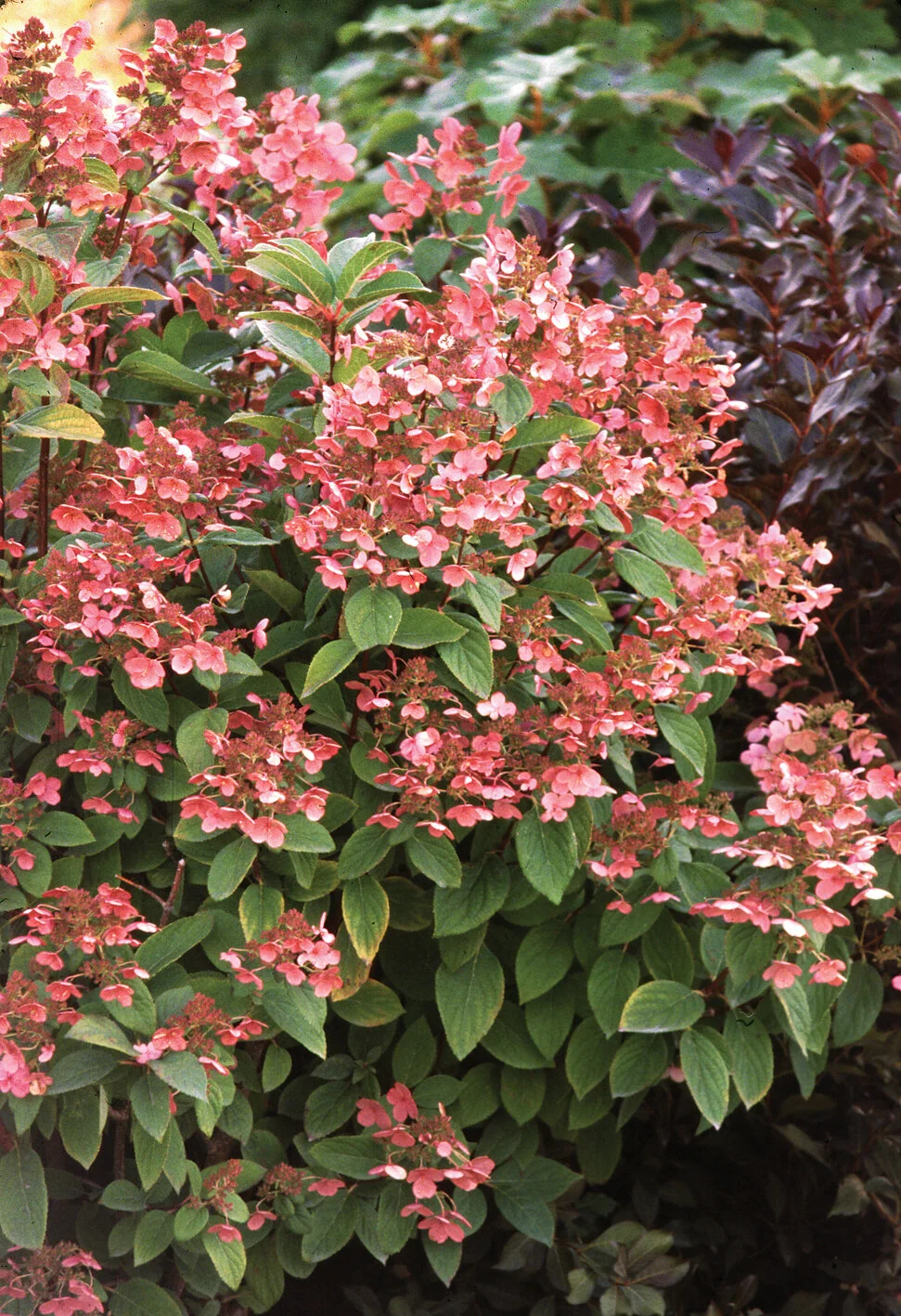 Quick Fire® Hardy Hydrangea