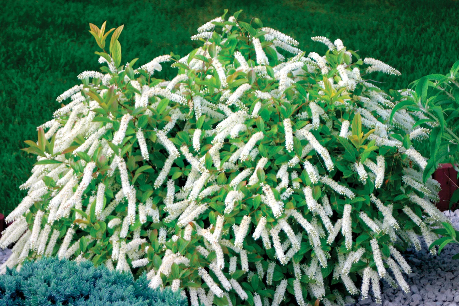 Little Henry® Dwarf Virginia Sweetspire 1 Little Henry® Dwarf Virginia Sweetspire