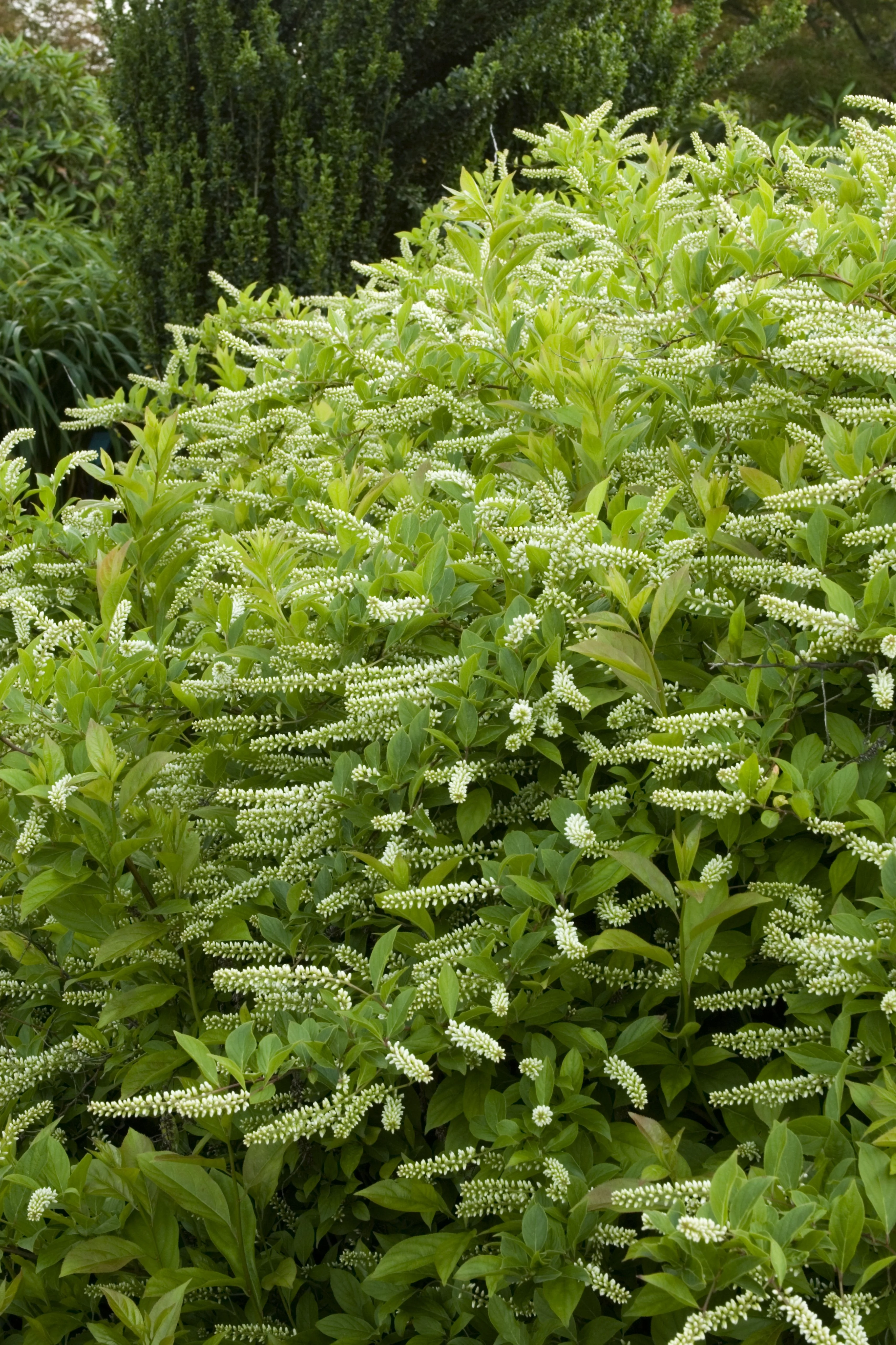 Little Henry® Dwarf Virginia Sweetspire 3 Little Henry® Dwarf Virginia Sweetspire