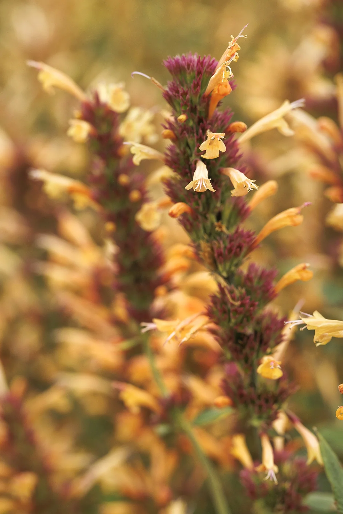 Kudos™ Gold Dwarf Agastache 8 Kudos™ Gold Dwarf Agastache