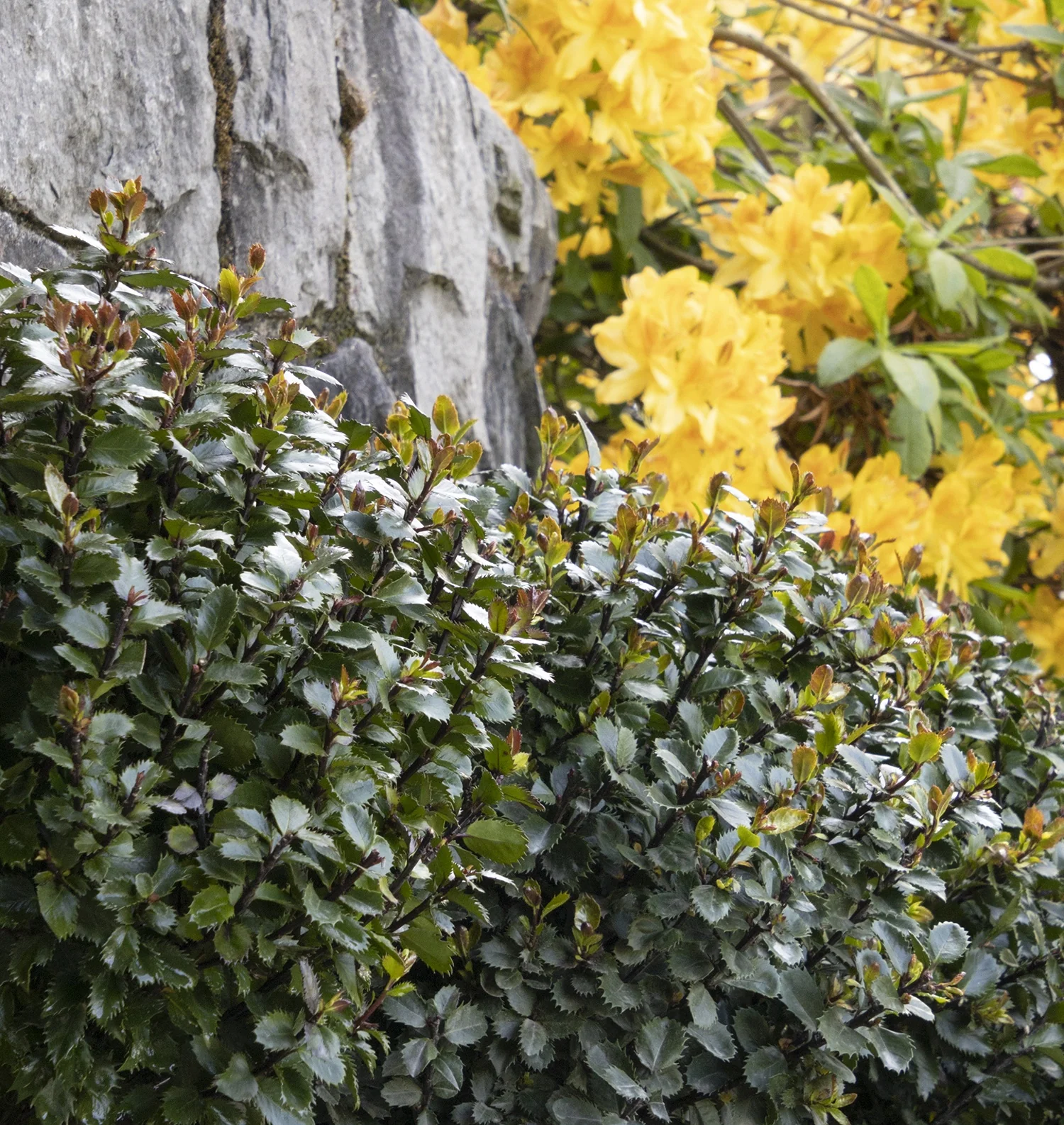 Scallywag® Holly 6 Scallywag® Holly