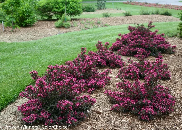 Spilled Wine® Weigela