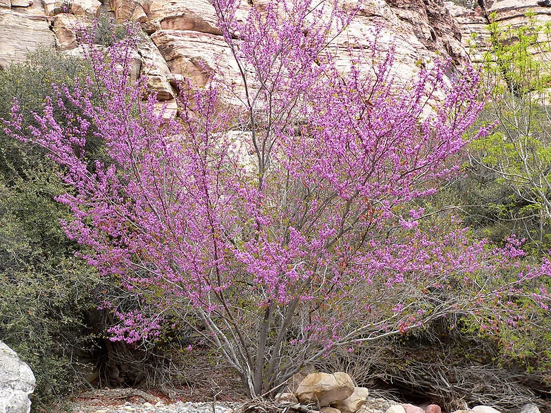 Western Redbud