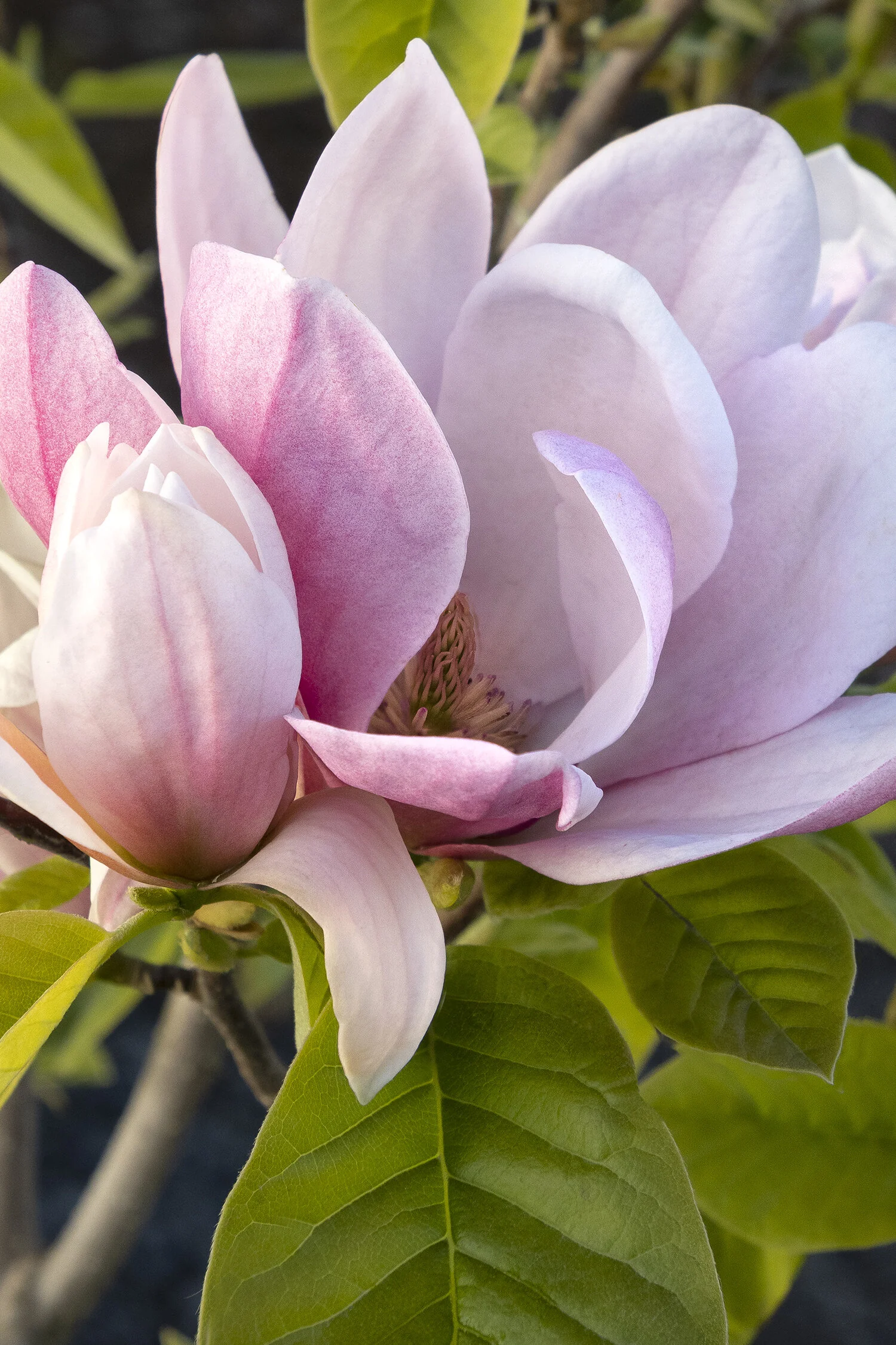 Rose Marie Magnolia 11 Rose Marie Magnolia