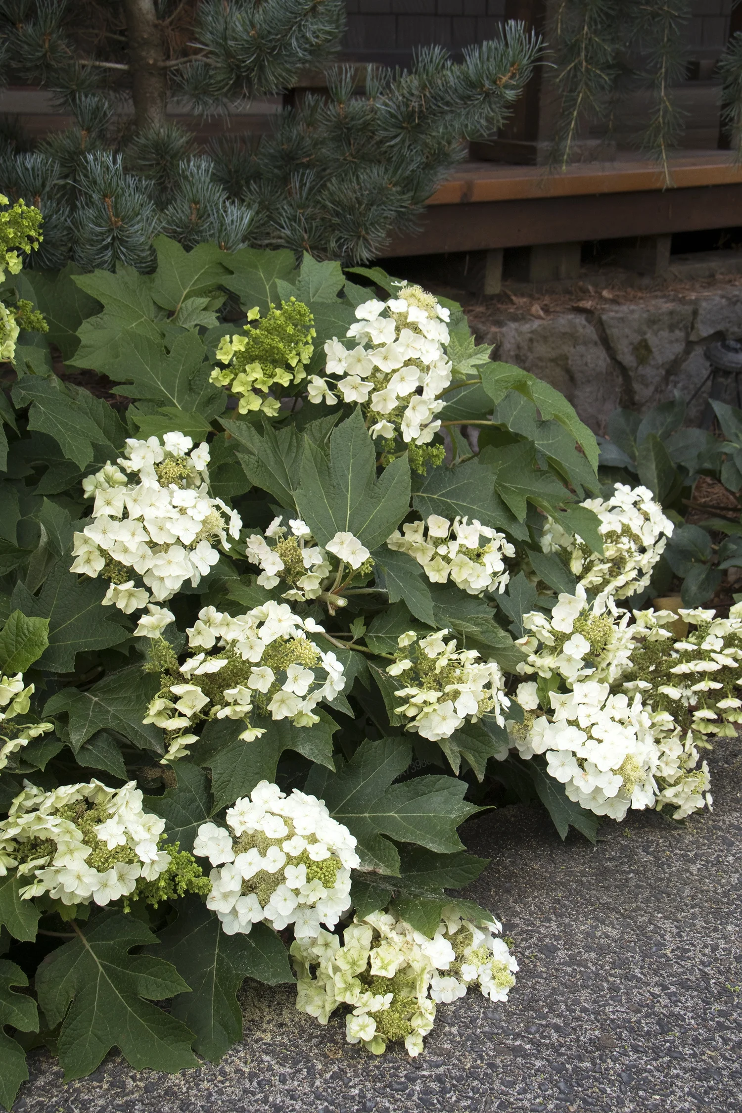 Munchkin Oakleaf Hydrangea