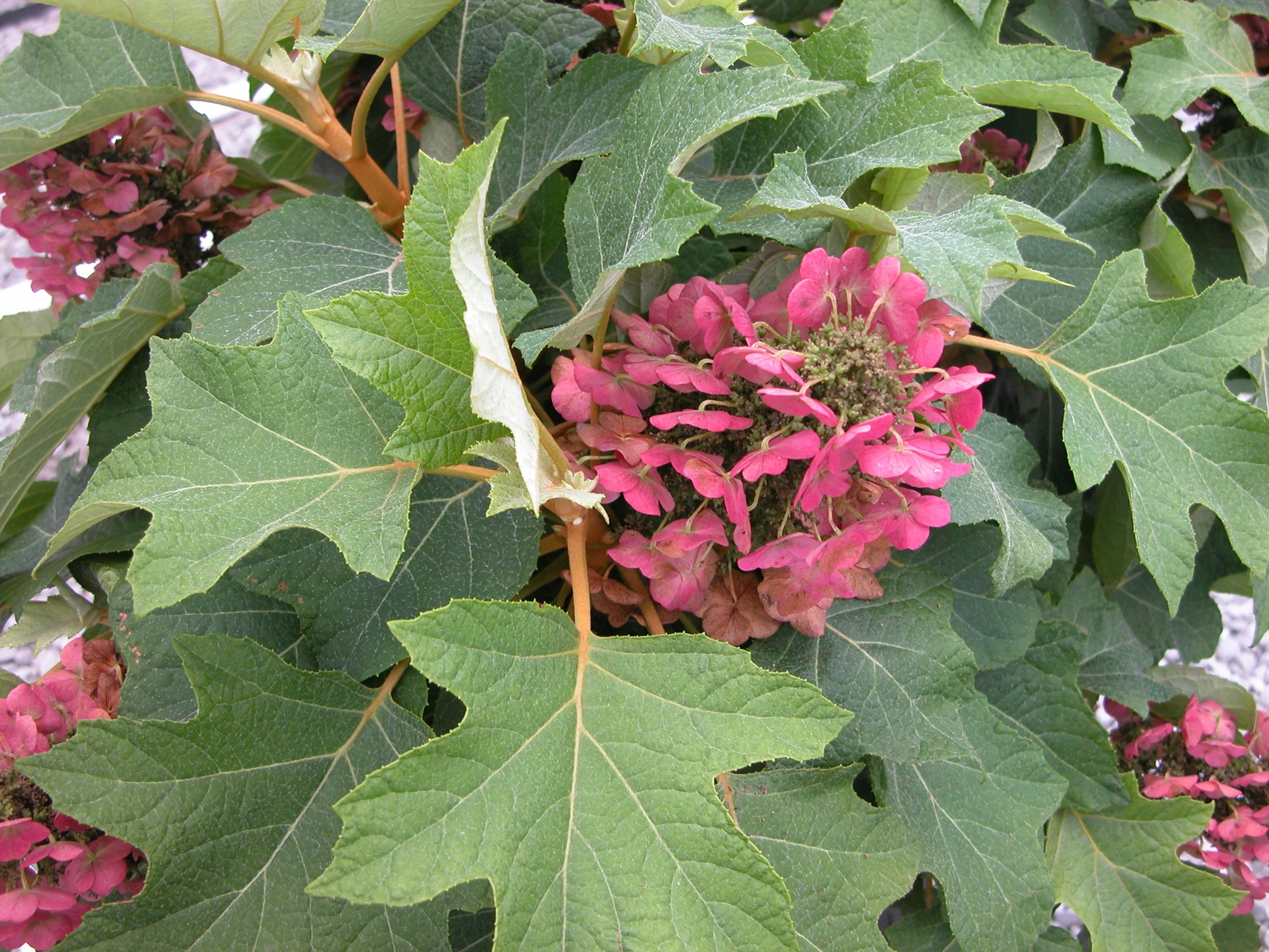 Munchkin Oakleaf Hydrangea