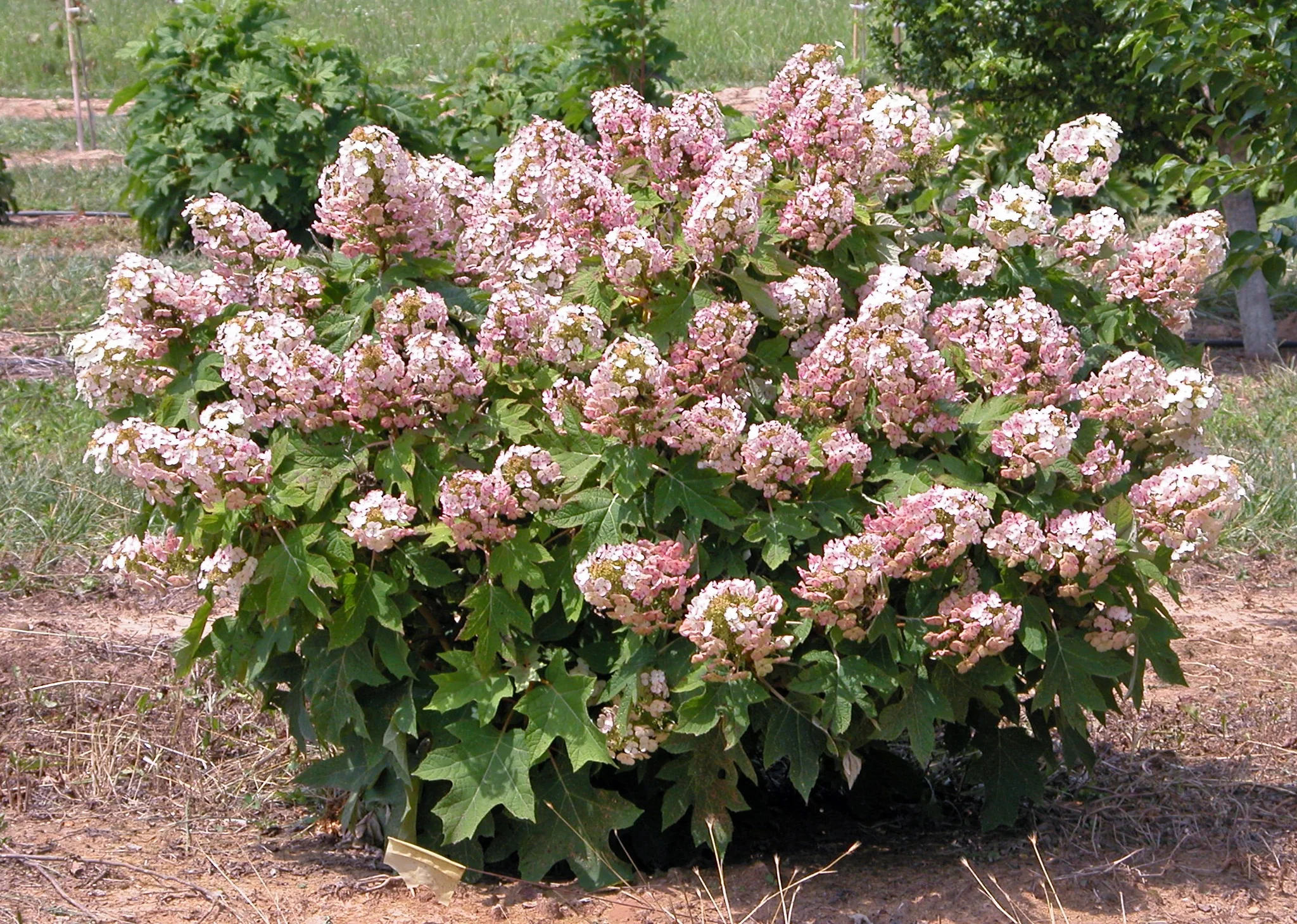 Munchkin Oakleaf Hydrangea 3 Munchkin Oakleaf Hydrangea