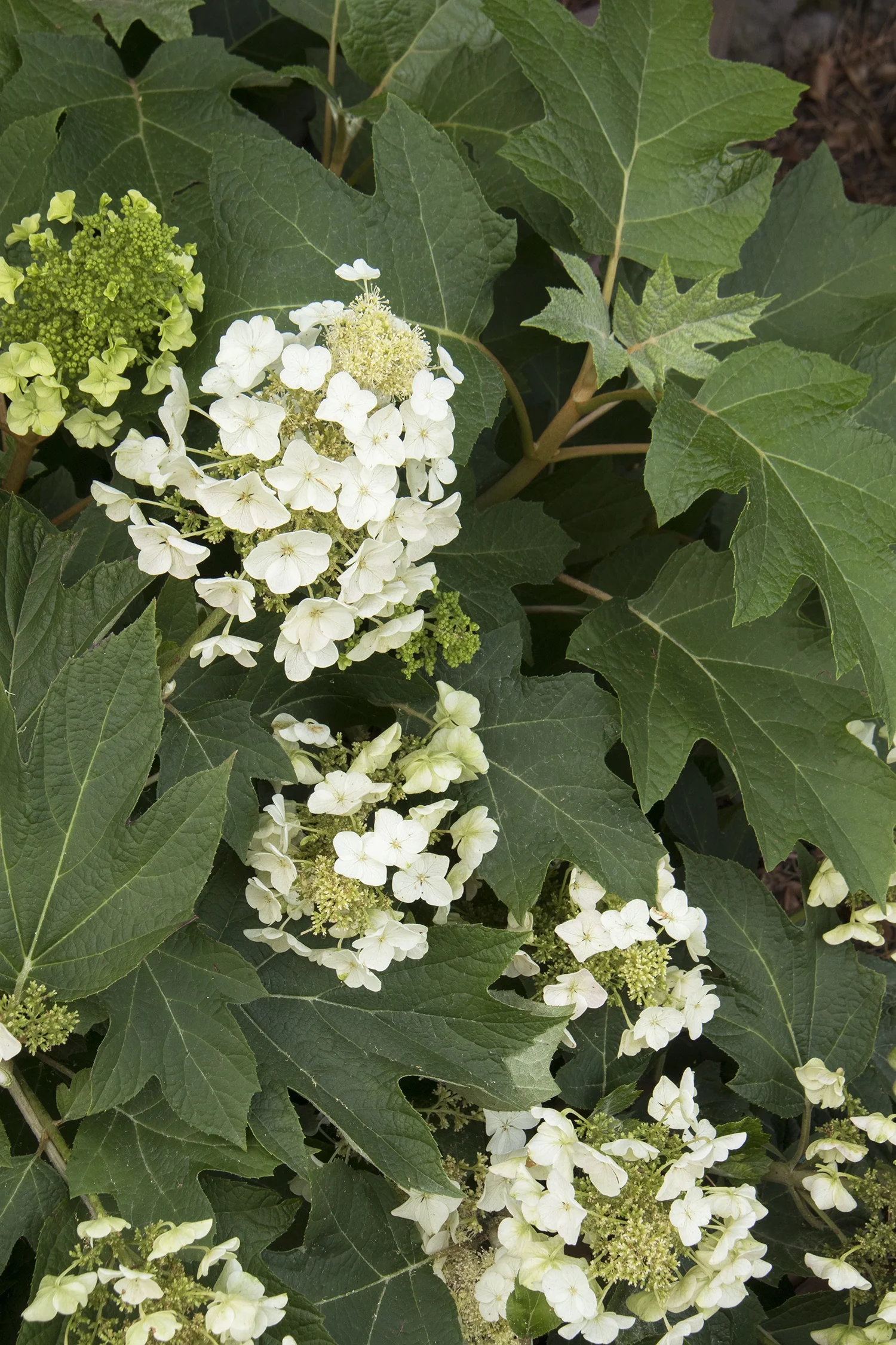 Munchkin Oakleaf Hydrangea 4 Munchkin Oakleaf Hydrangea