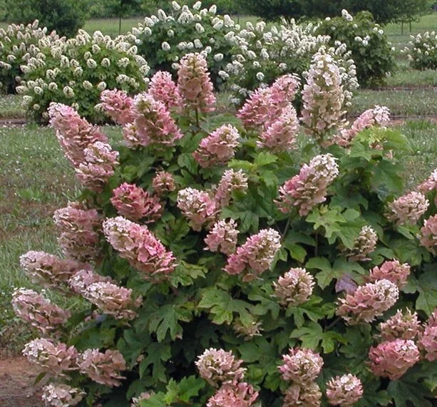Ruby Slippers Oakleaf Hydrangea 8 Ruby Slippers Oakleaf Hydrangea