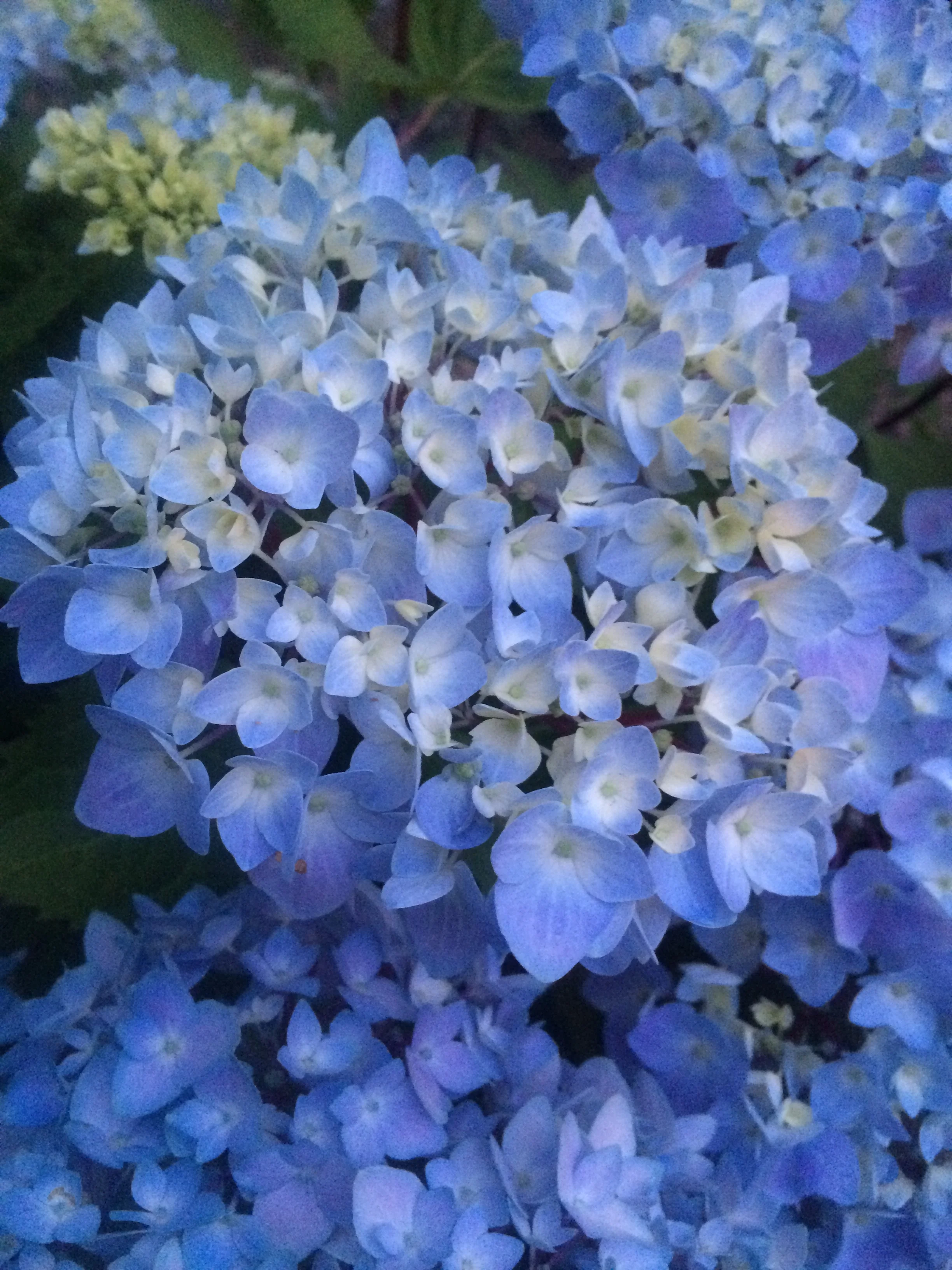 Blue Enchantress® Hydrangea