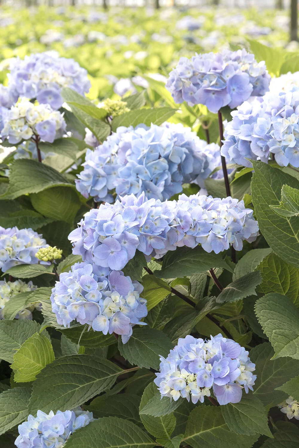 Blue Enchantress® Hydrangea