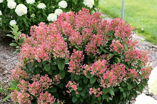 Little Quick Fire® Hardy Hydrangea