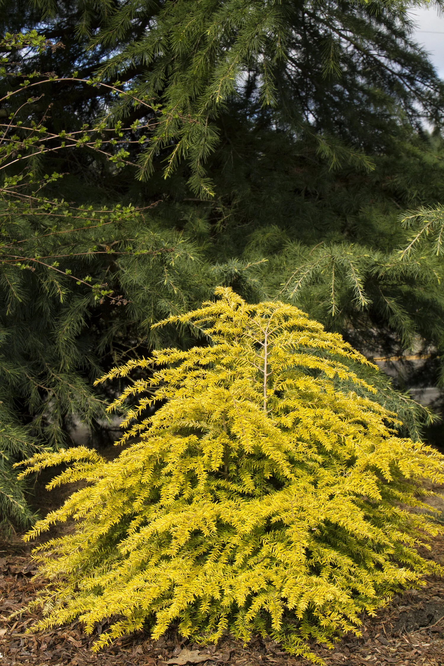 Golden Duchess® Eastern Hemlock 5 Golden Duchess® Eastern Hemlock