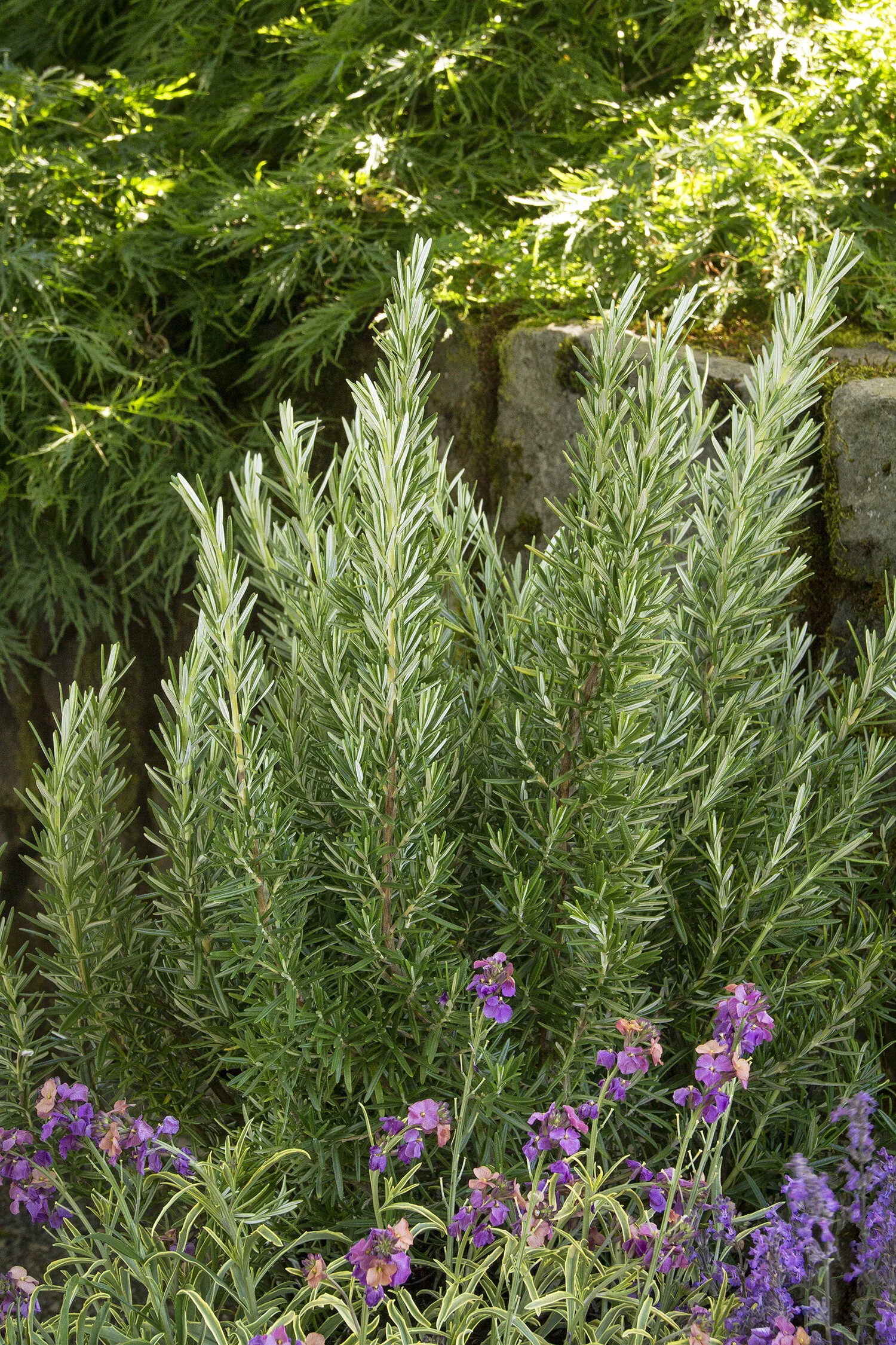 Spice Islands Rosemary