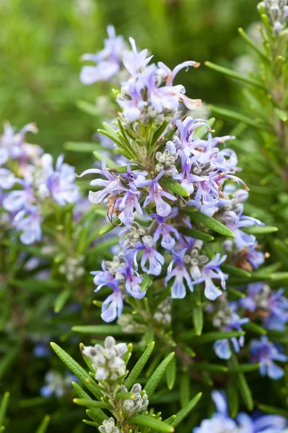 Spice Islands Rosemary
