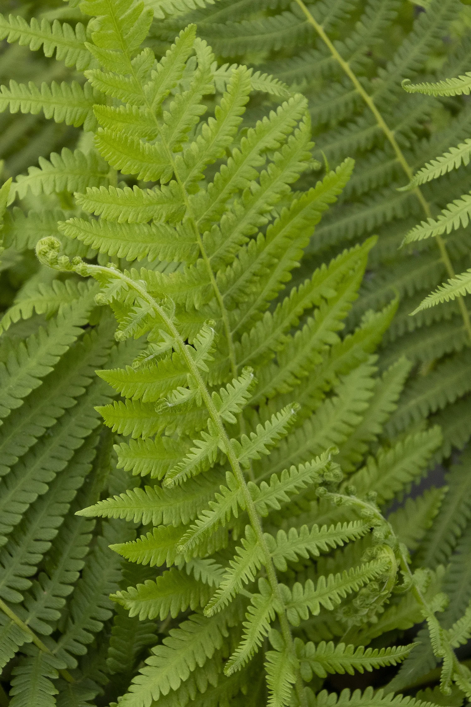 Southern Wood Fern 1 Southern Wood Fern