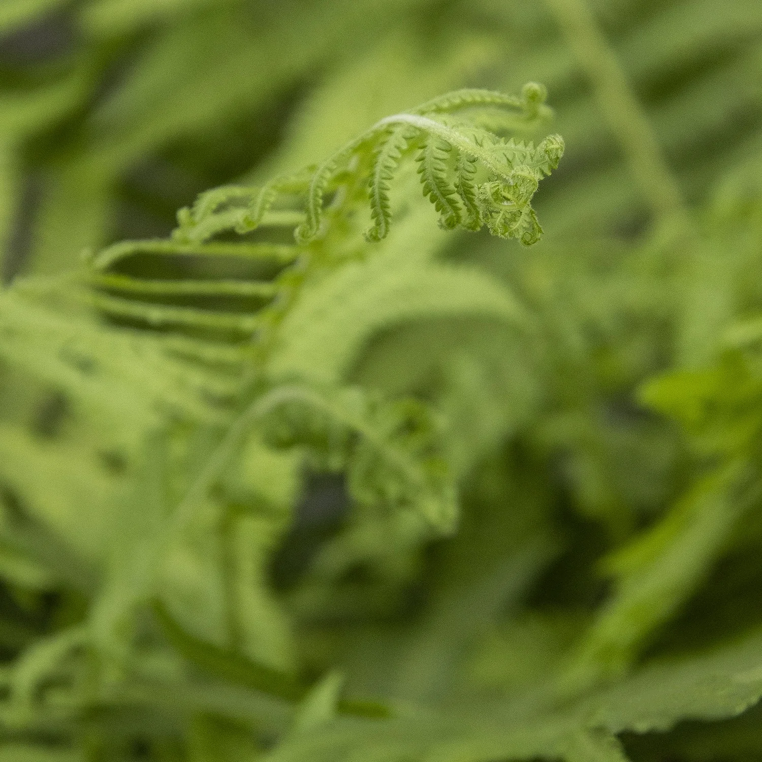 Southern Wood Fern 2 Southern Wood Fern