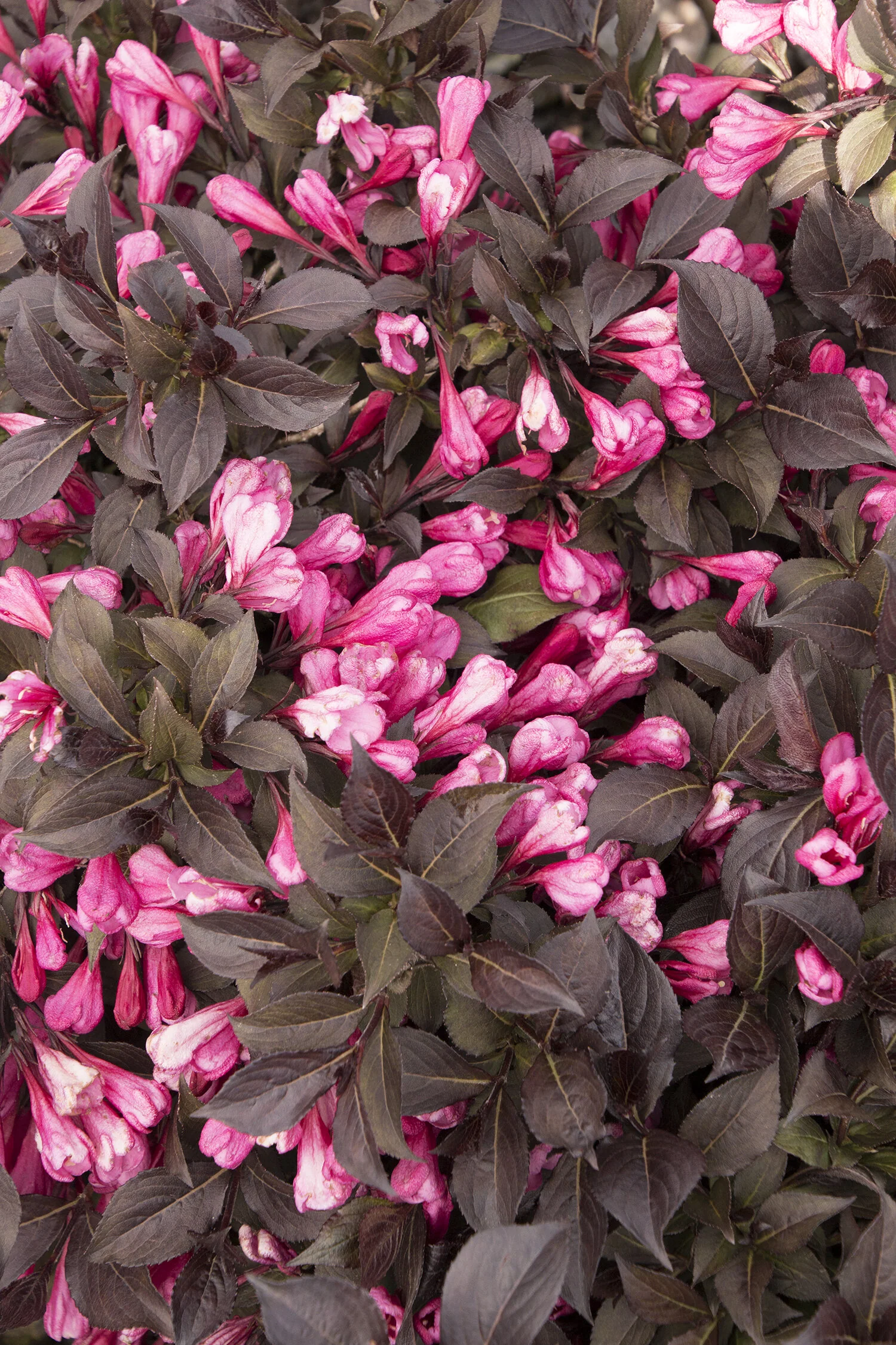Coco Krunch® Weigela