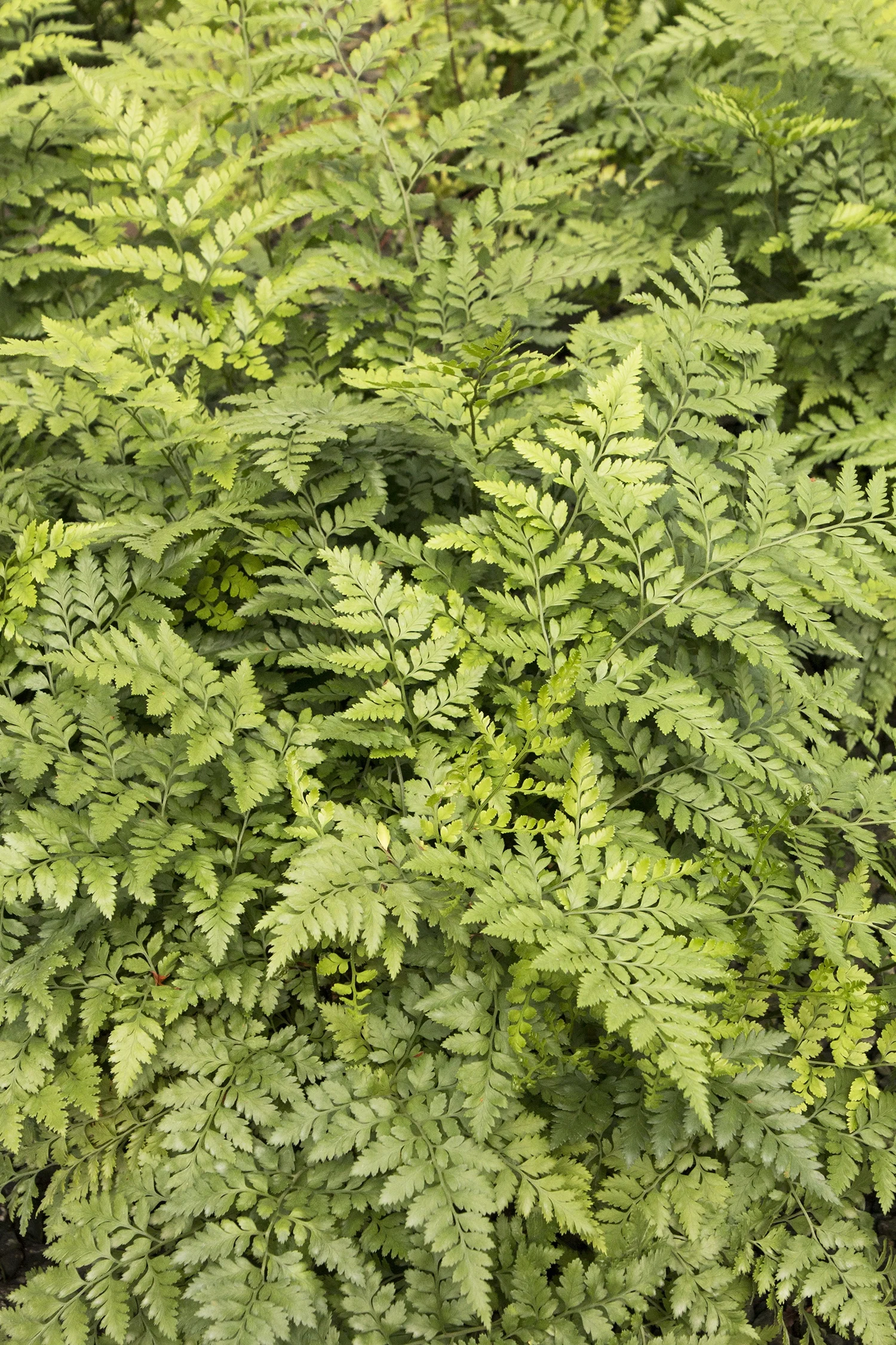 Leatherleaf Fern