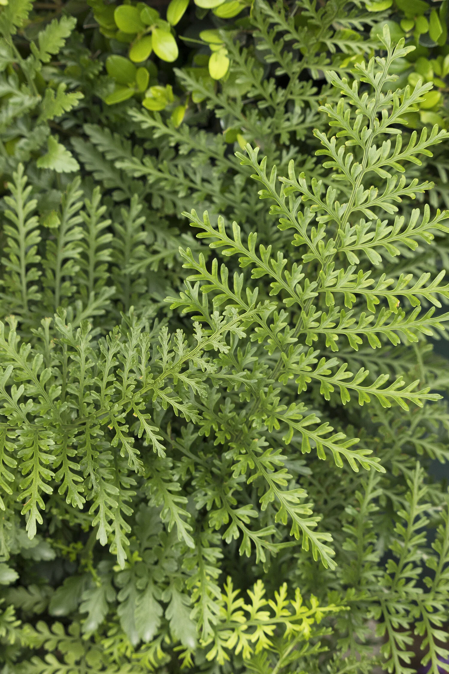 Austral Gem™ Bird's Nest Fern