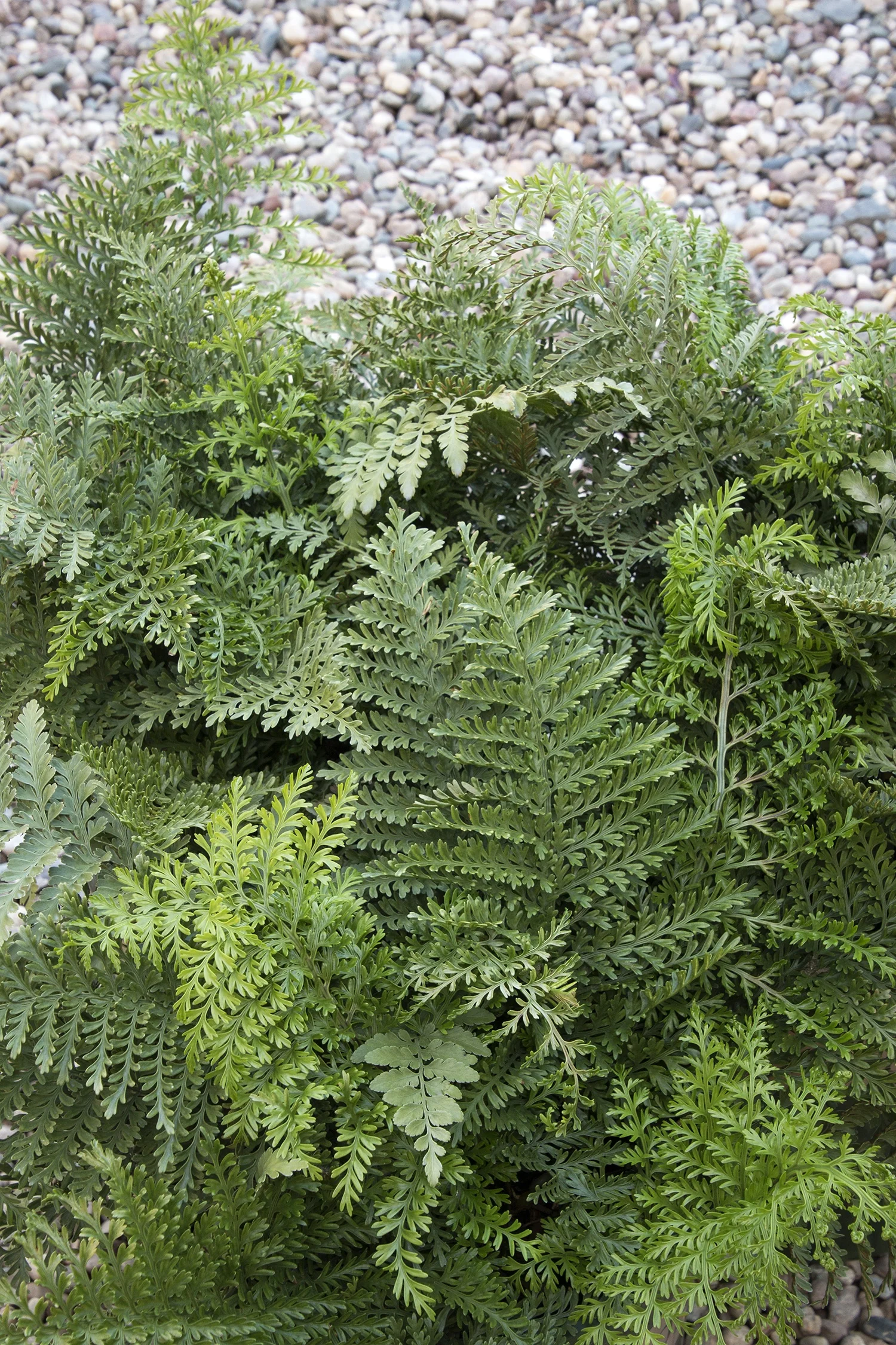 Austral Gem™ Bird's Nest Fern