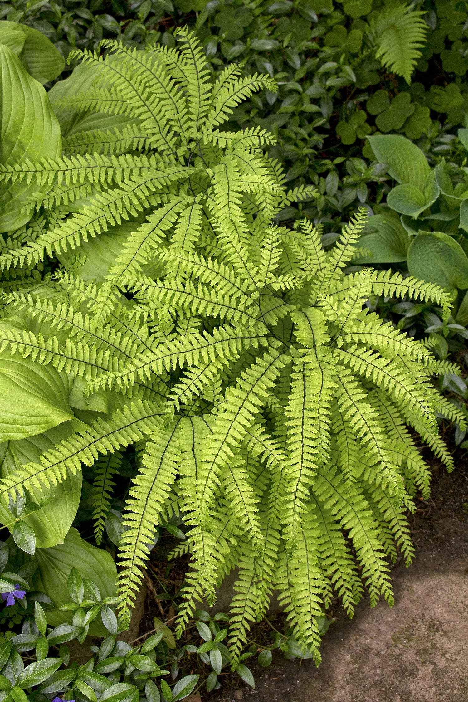 American Maidenhair Fern 5 American Maidenhair Fern