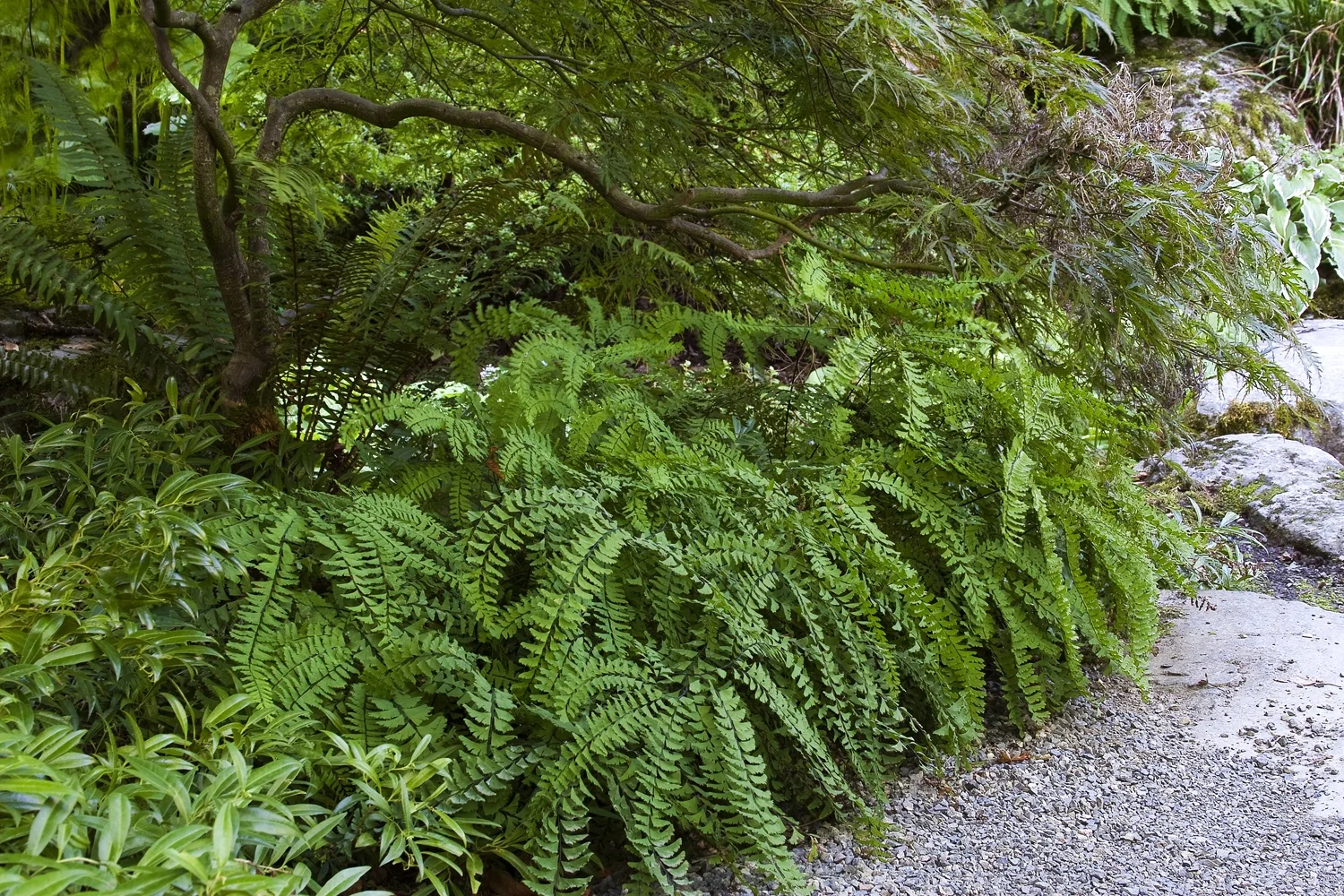 American Maidenhair Fern