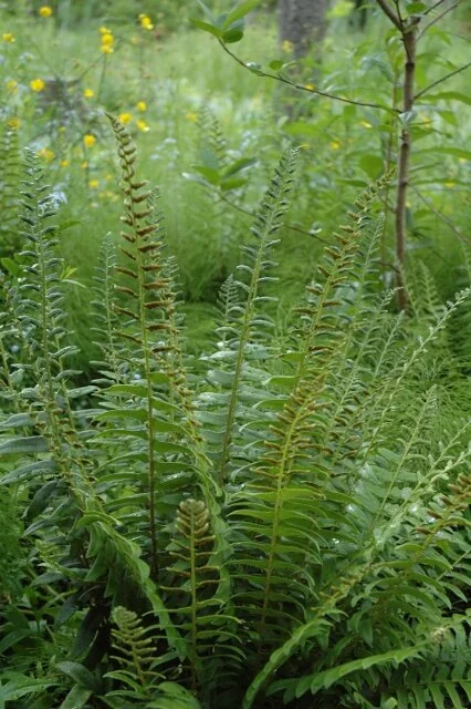 Christmas Fern 5 Christmas Fern