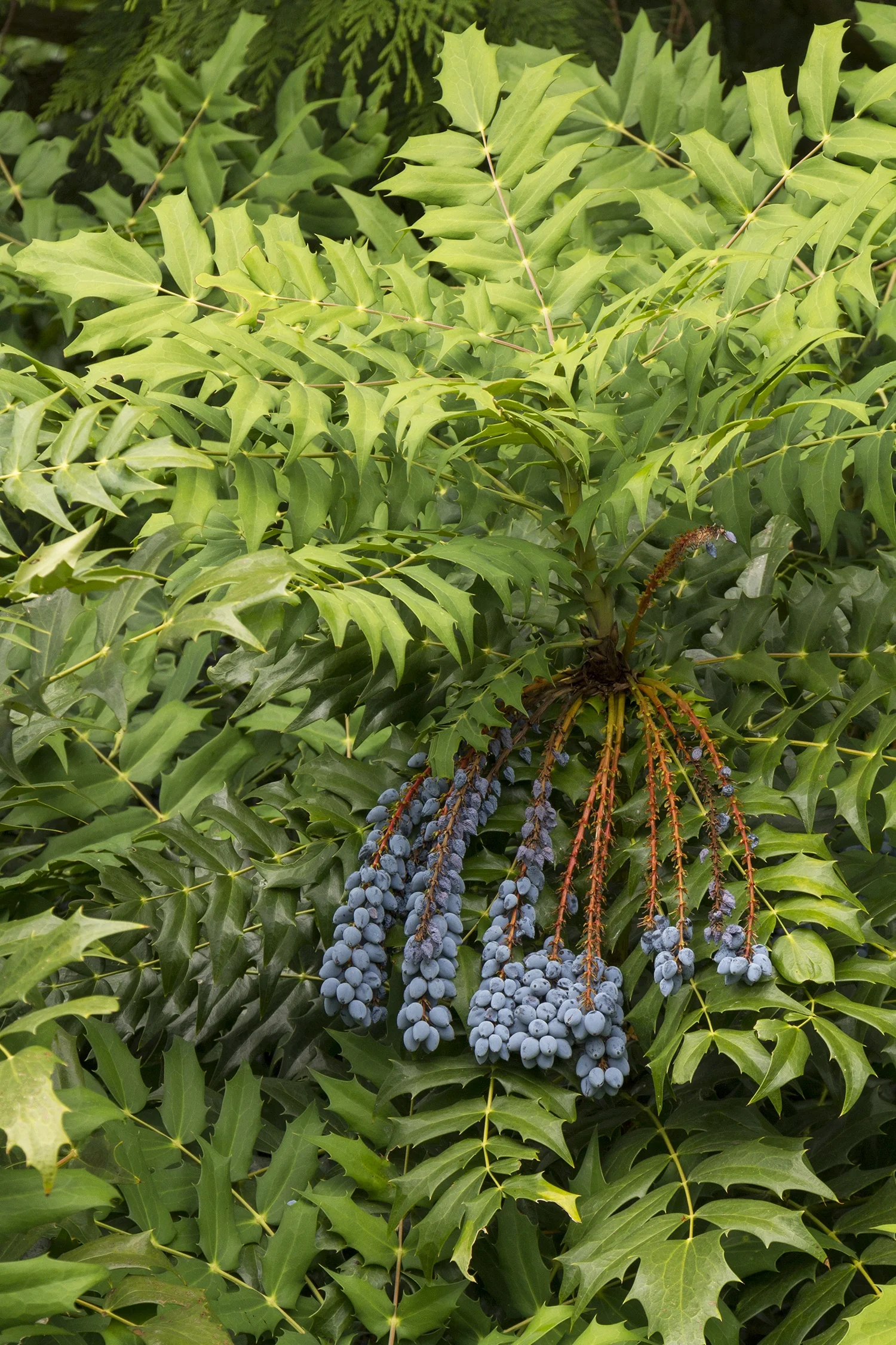 Charity Mahonia 3 Charity Mahonia