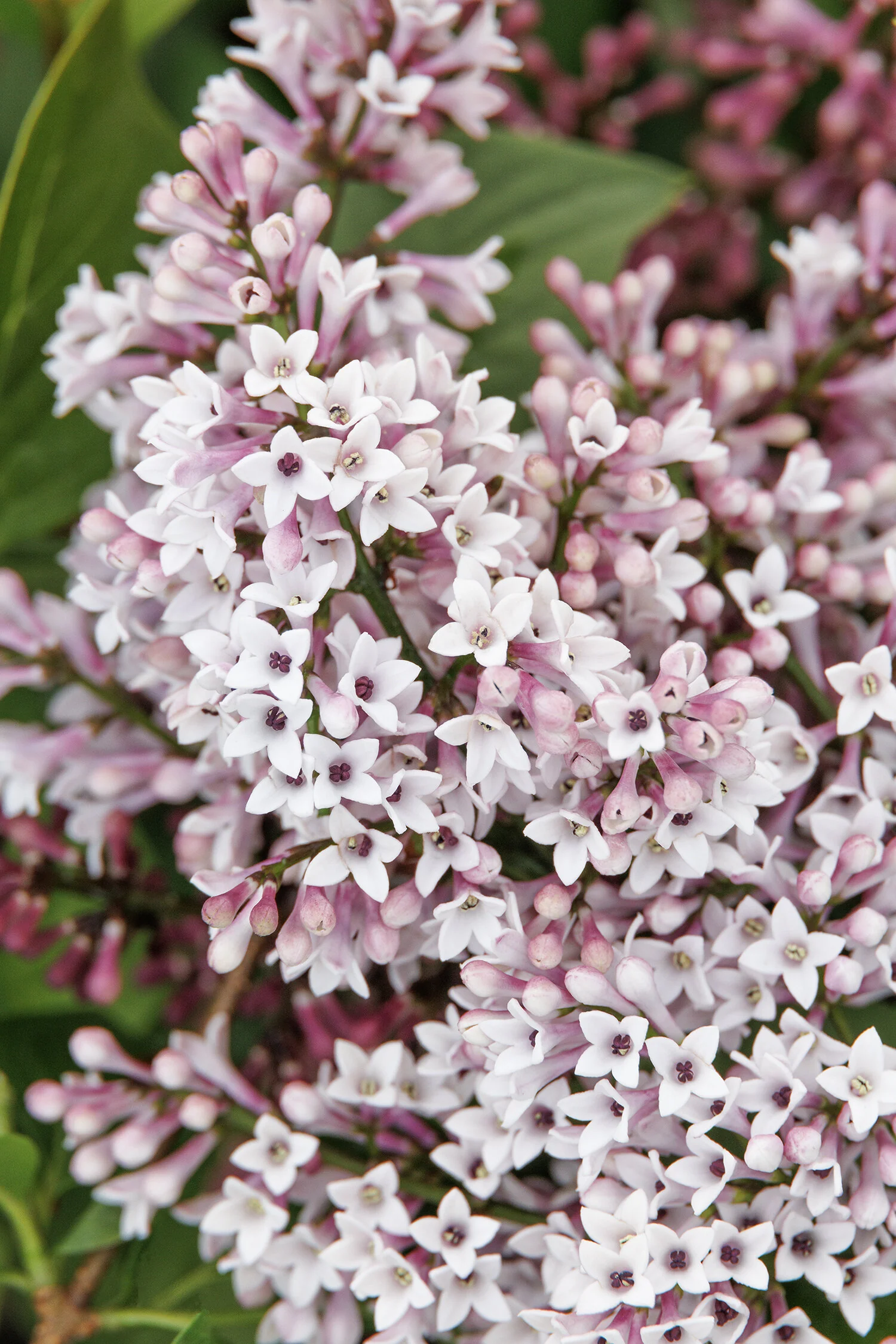 Little Darling® Lilac