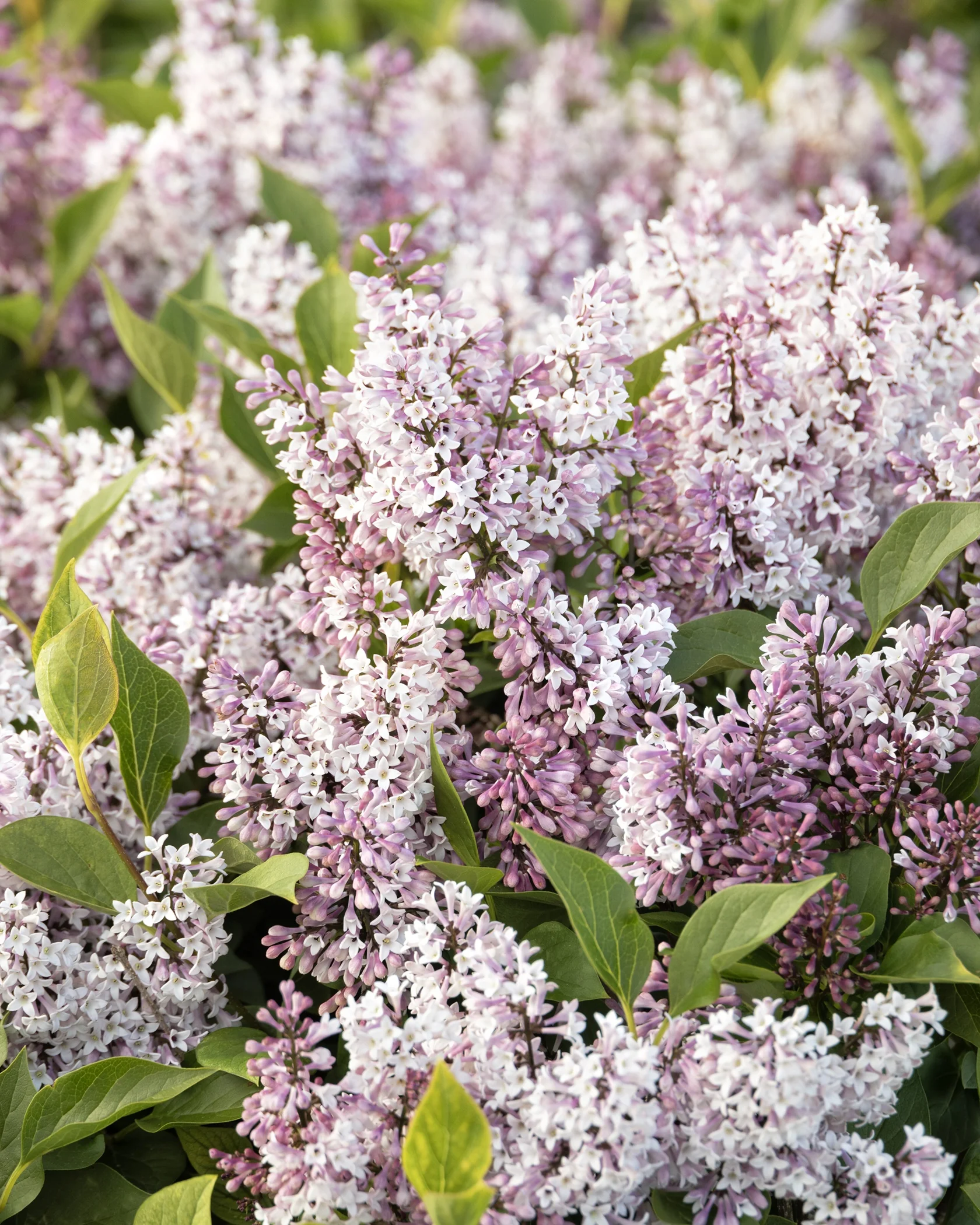 Little Darling® Lilac 2 Little Darling® Lilac