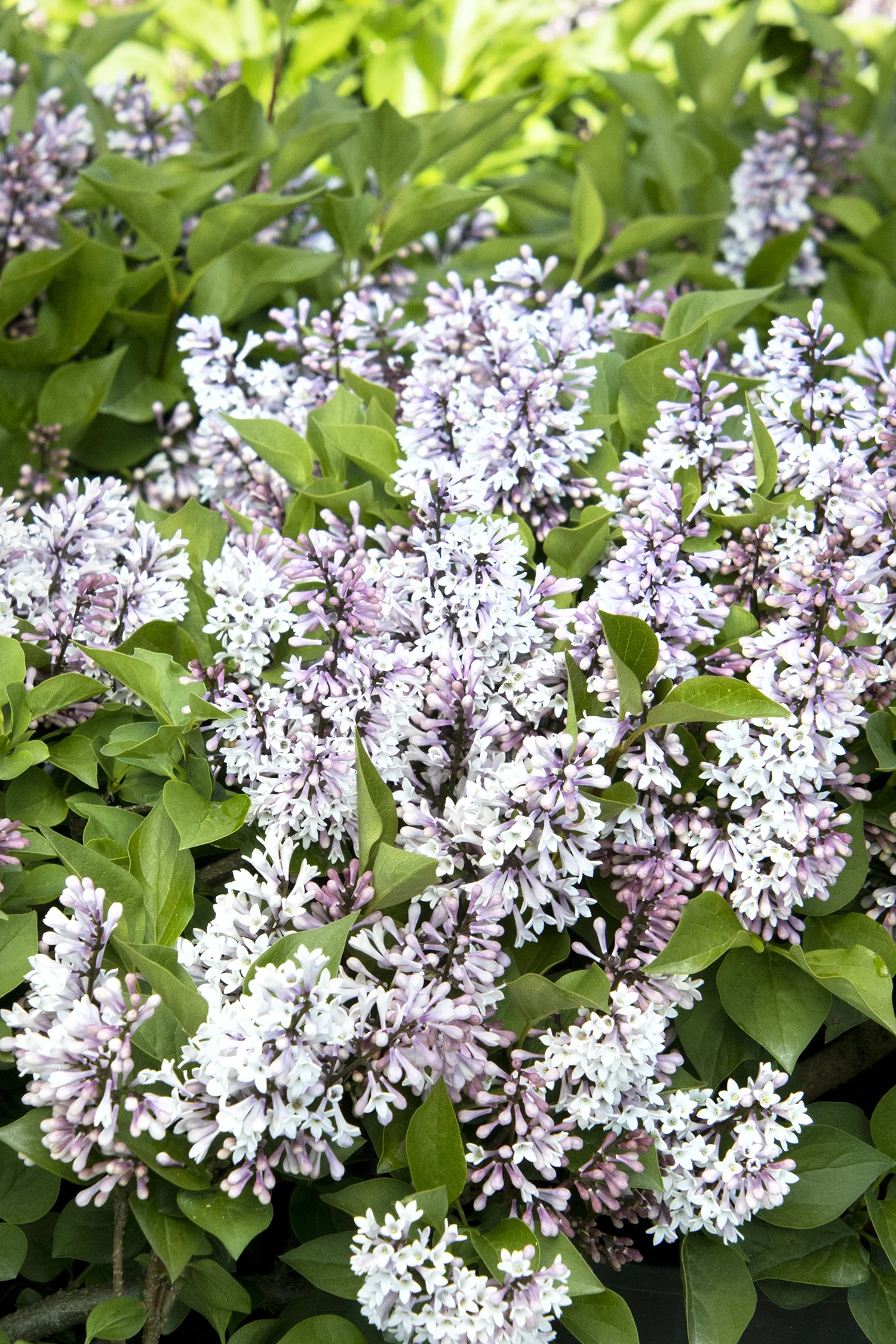 Little Darling® Lilac 3 Little Darling® Lilac