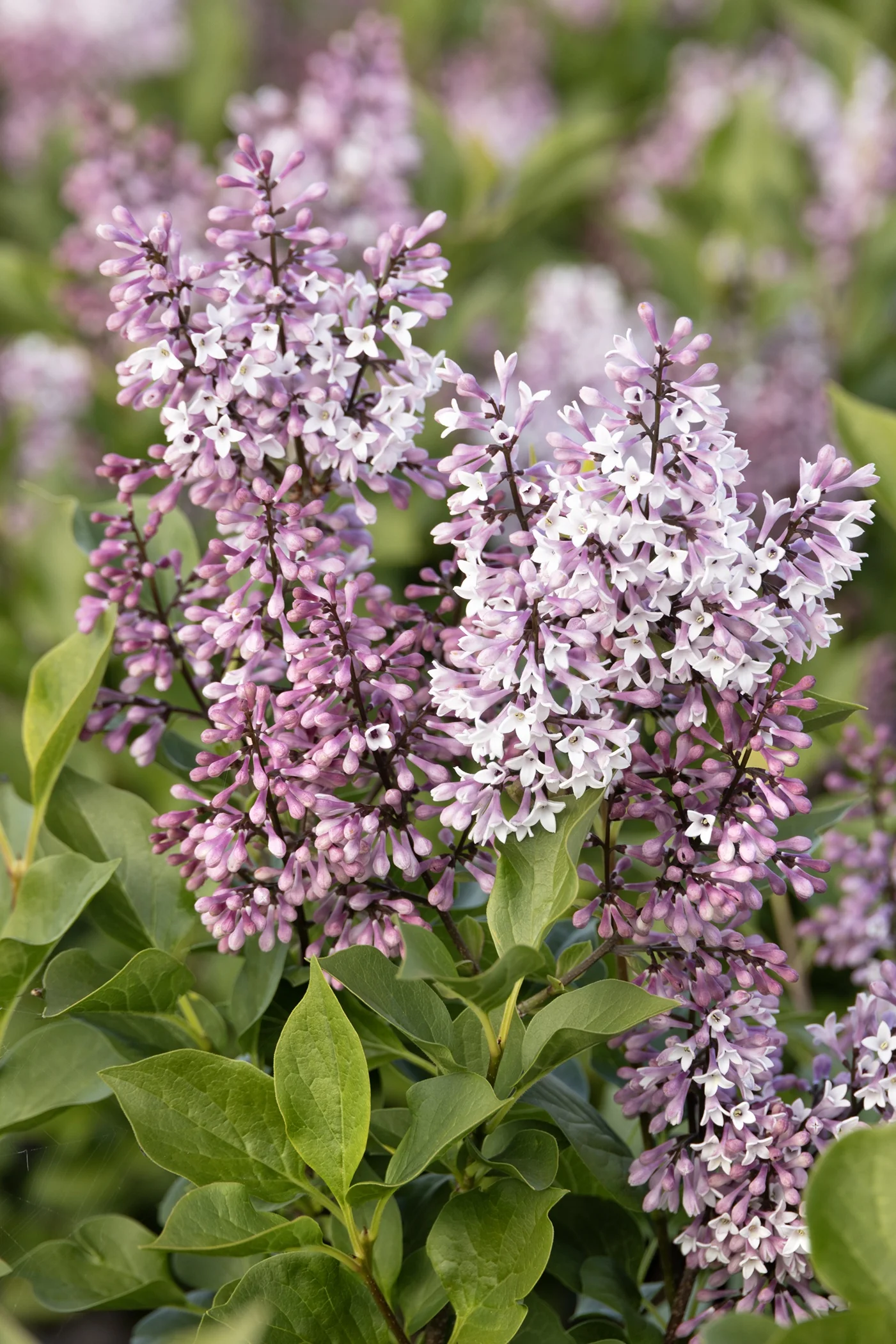 Little Darling® Lilac 4 Little Darling® Lilac