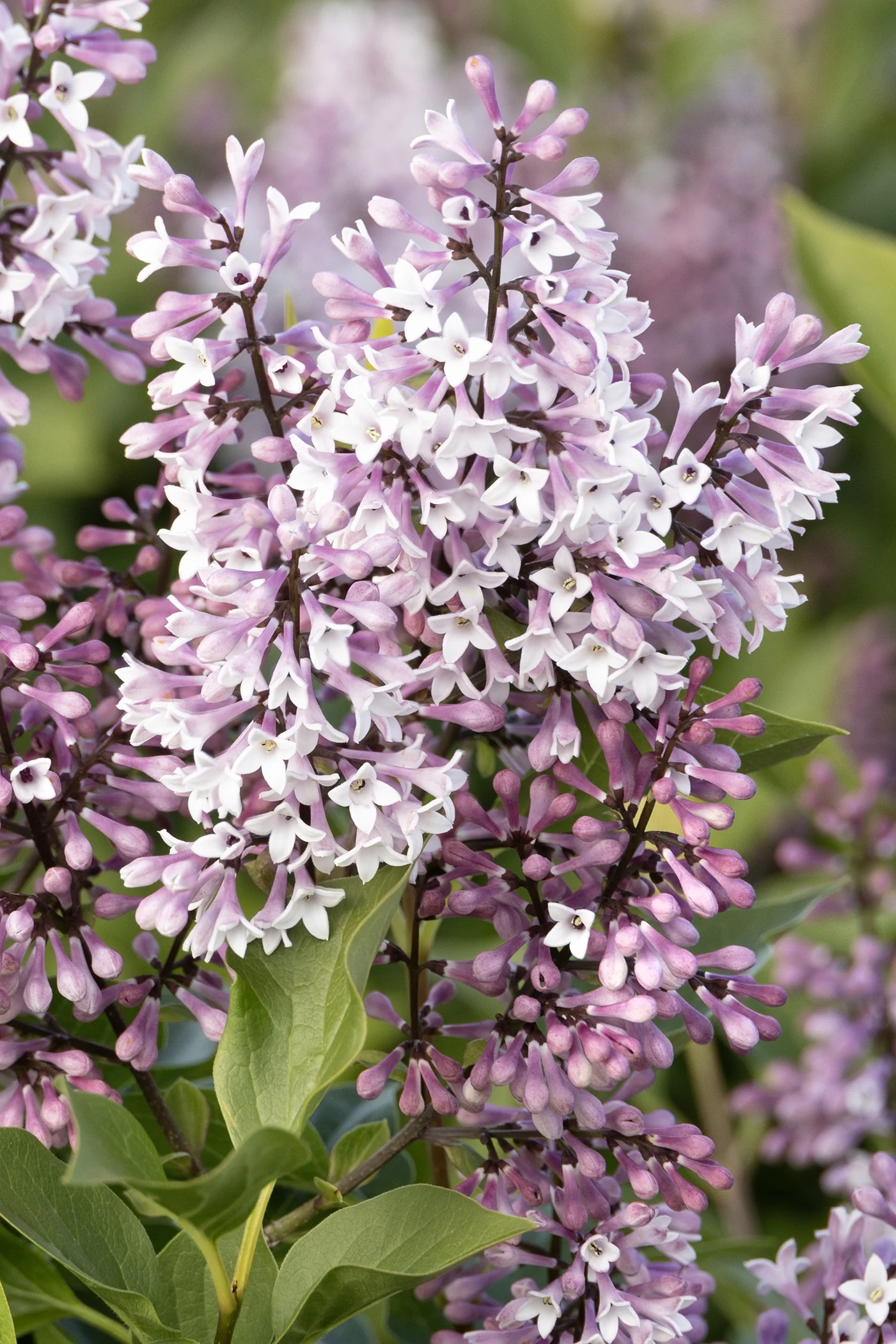 Little Darling® Lilac 5 Little Darling® Lilac