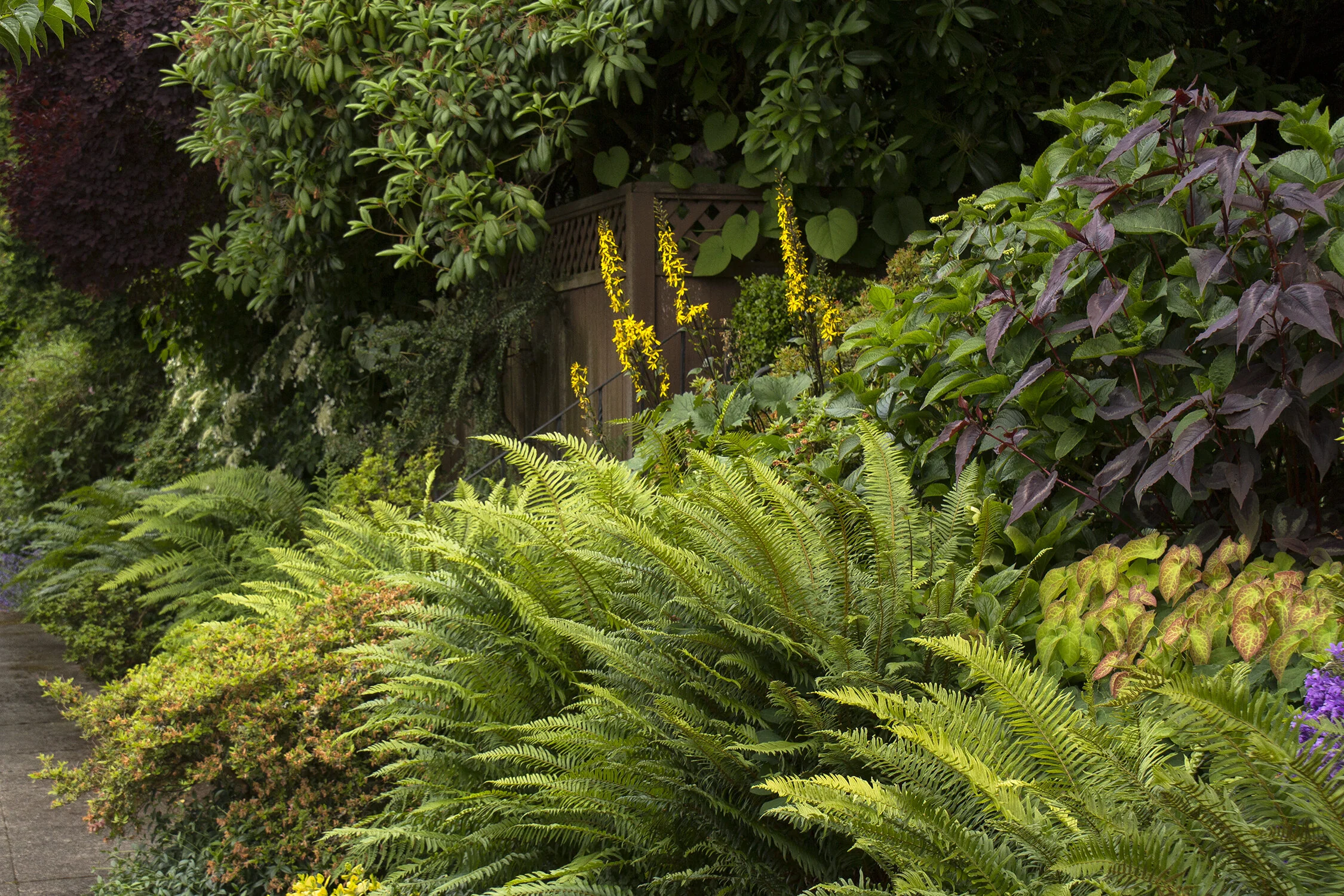 Western Sword Fern 1 Western Sword Fern