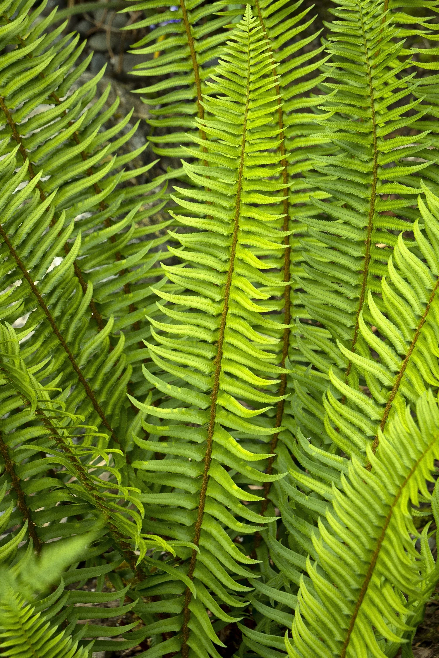 Western Sword Fern 2 Western Sword Fern