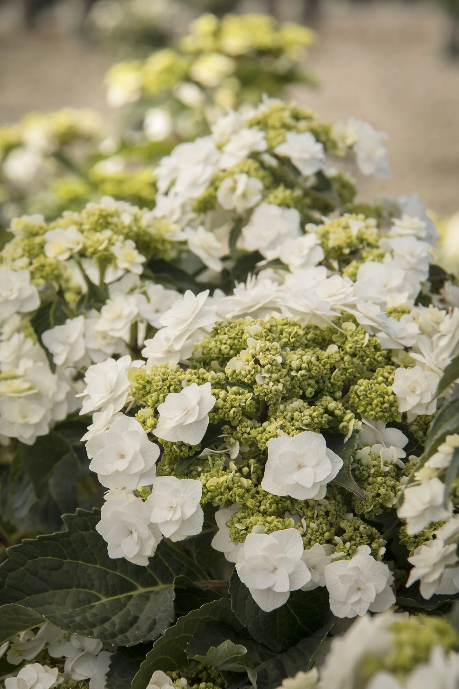 Double Delights™ Wedding Gown Hydrangea