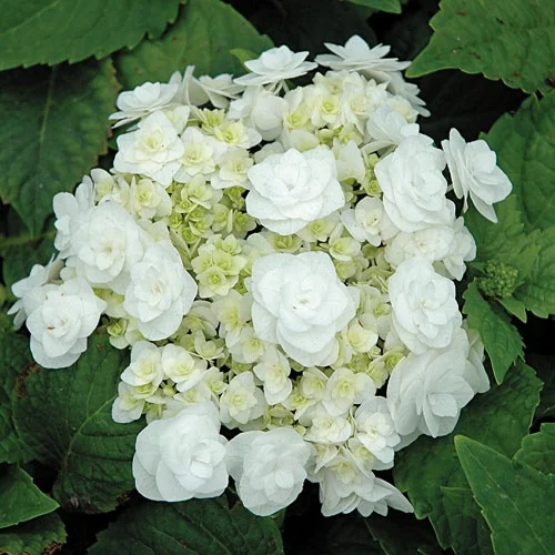 Double Delights™ Wedding Gown Hydrangea