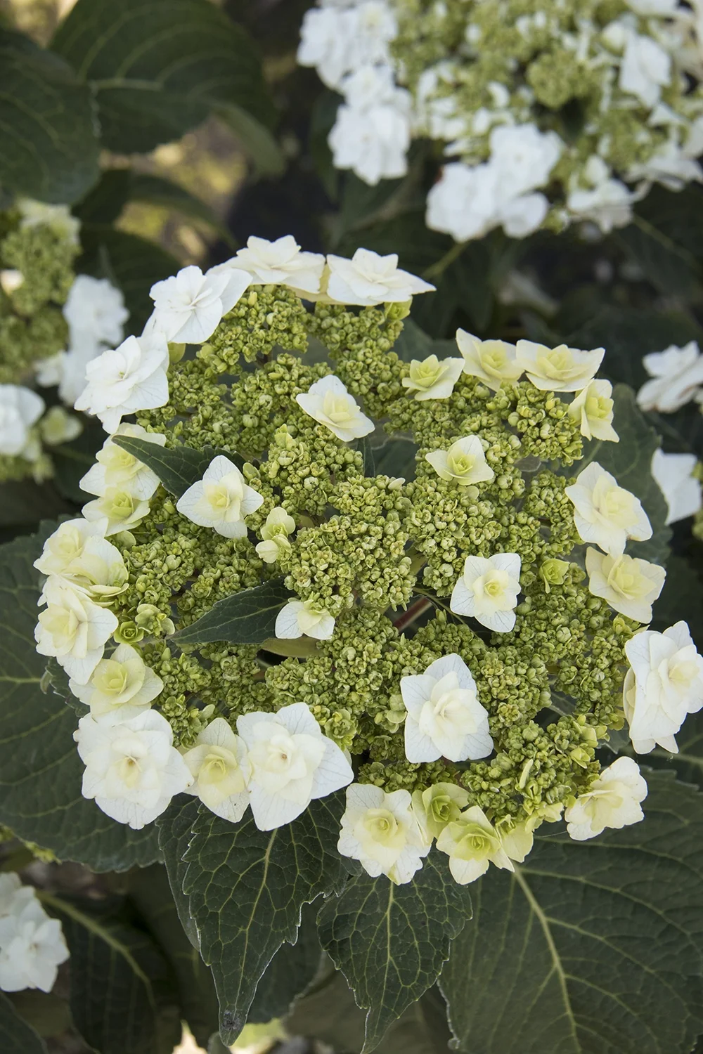 Double Delights™ Wedding Gown Hydrangea 3 Double Delights™ Wedding Gown Hydrangea