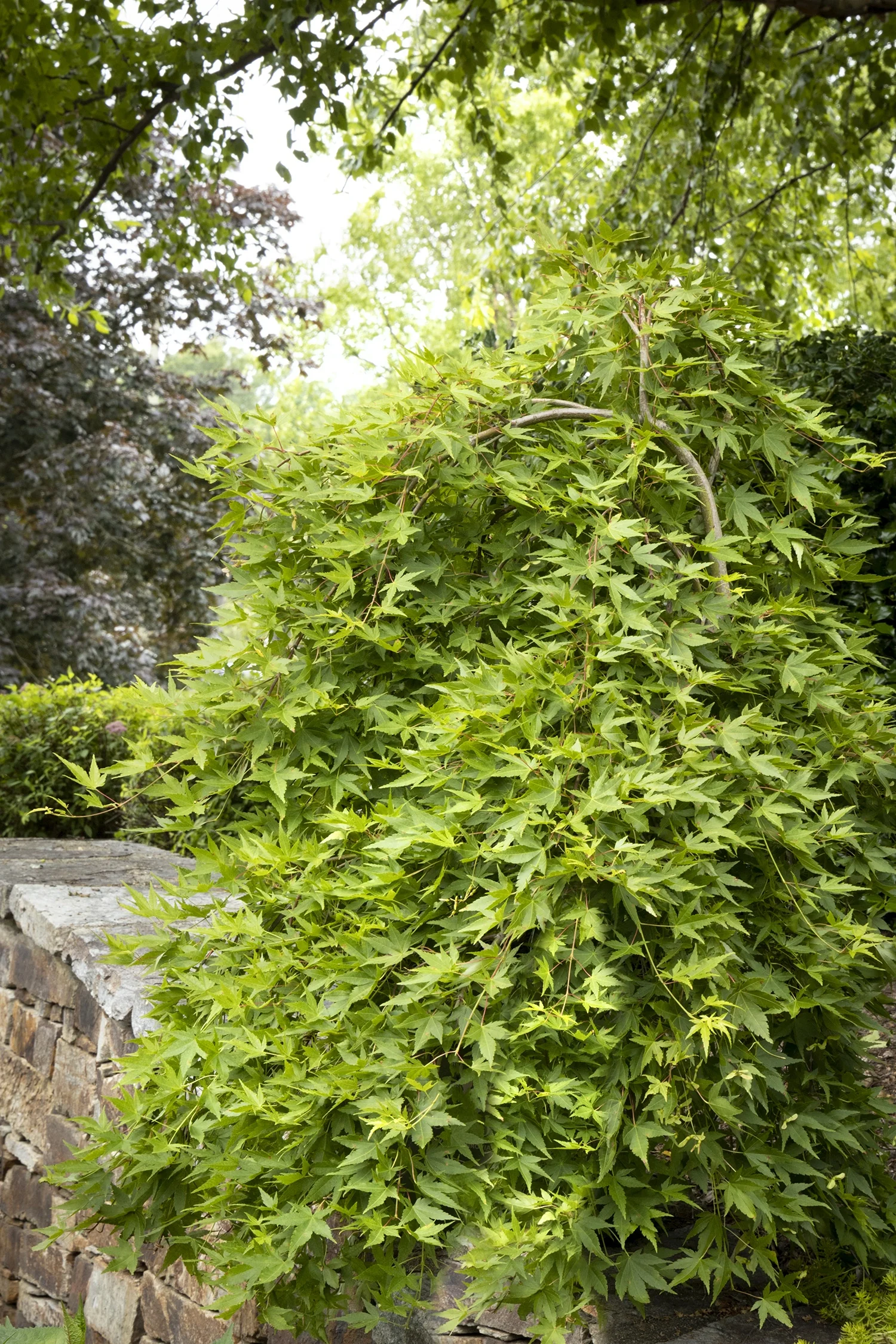 Ryusen Weeping Japanese Maple 3 Ryusen Weeping Japanese Maple
